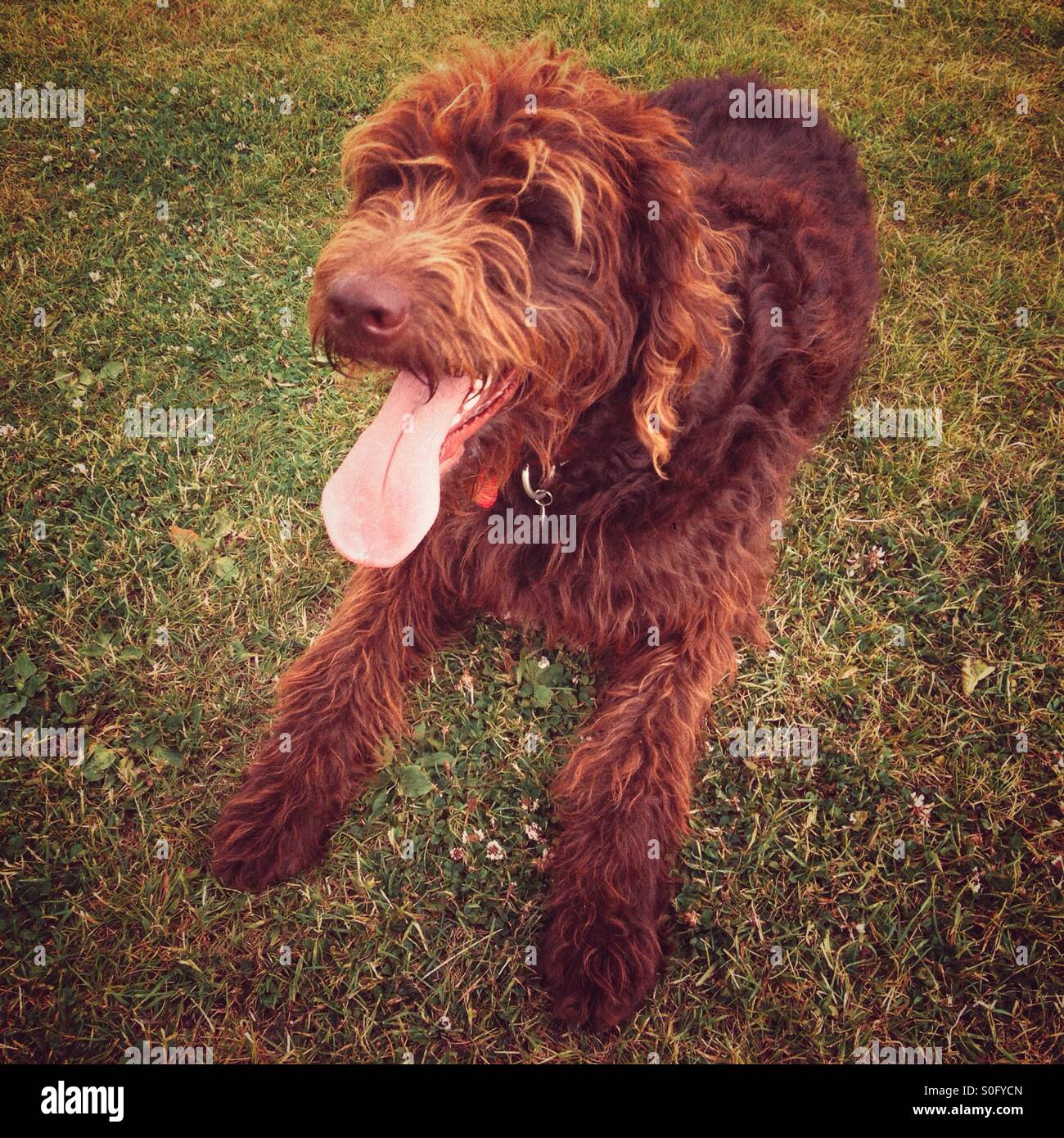 Brown labradoodle dog with his tongue out - Smartphone Captured Stock Image