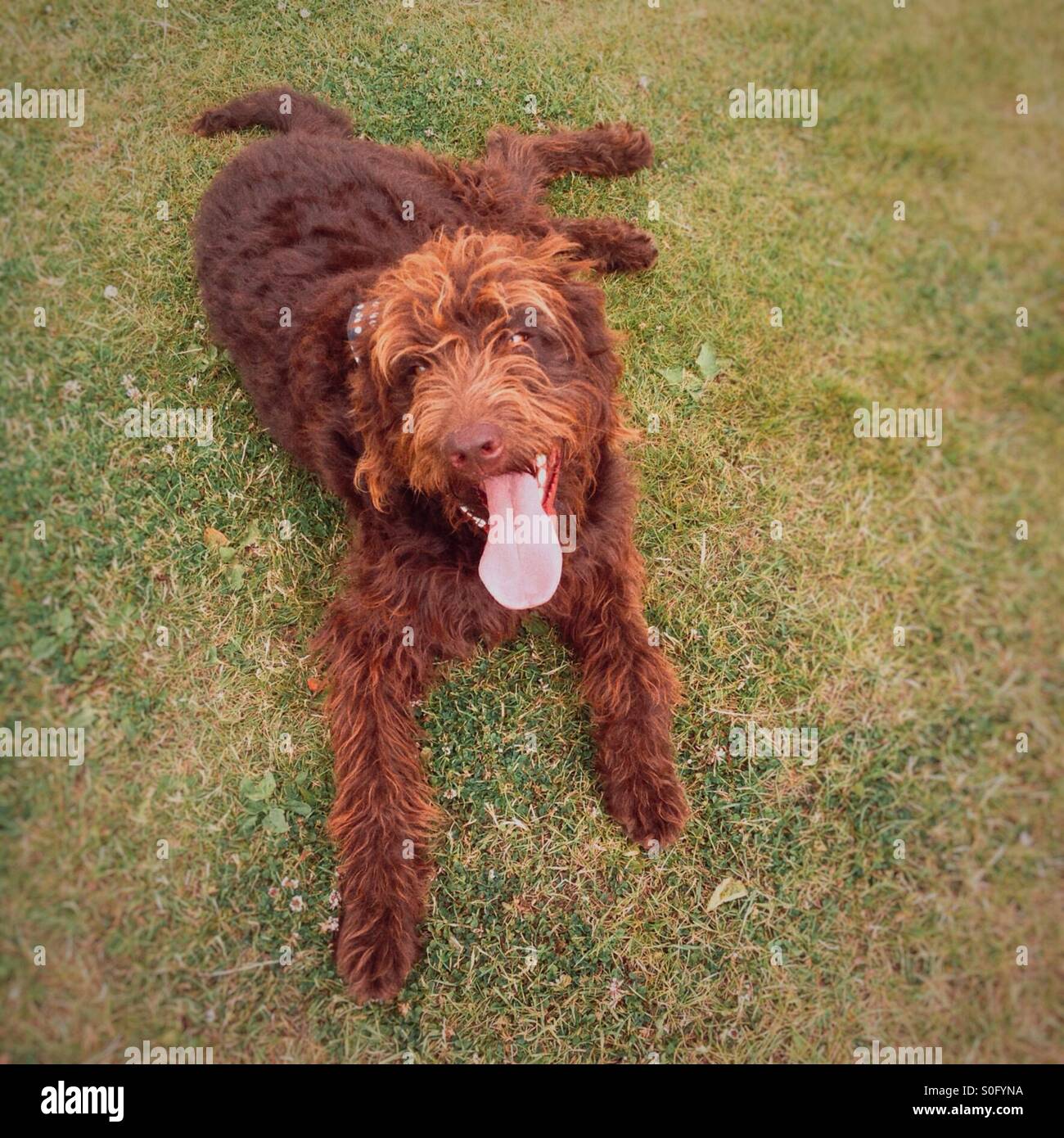 Brown labradoodle dog - Smartphone Captured Stock Image