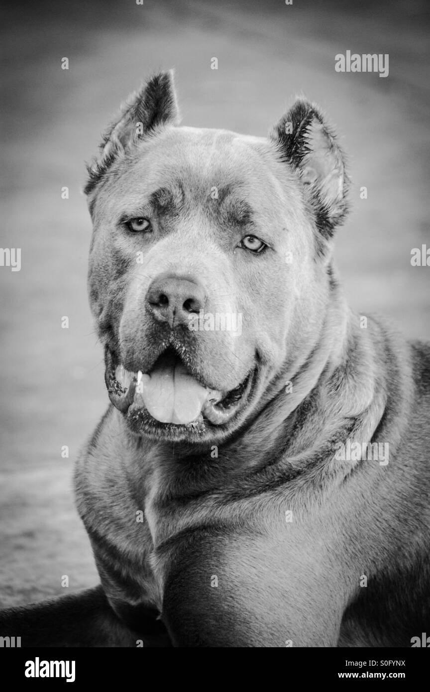 Cane Corso in Black and White Stock Photo Alamy
