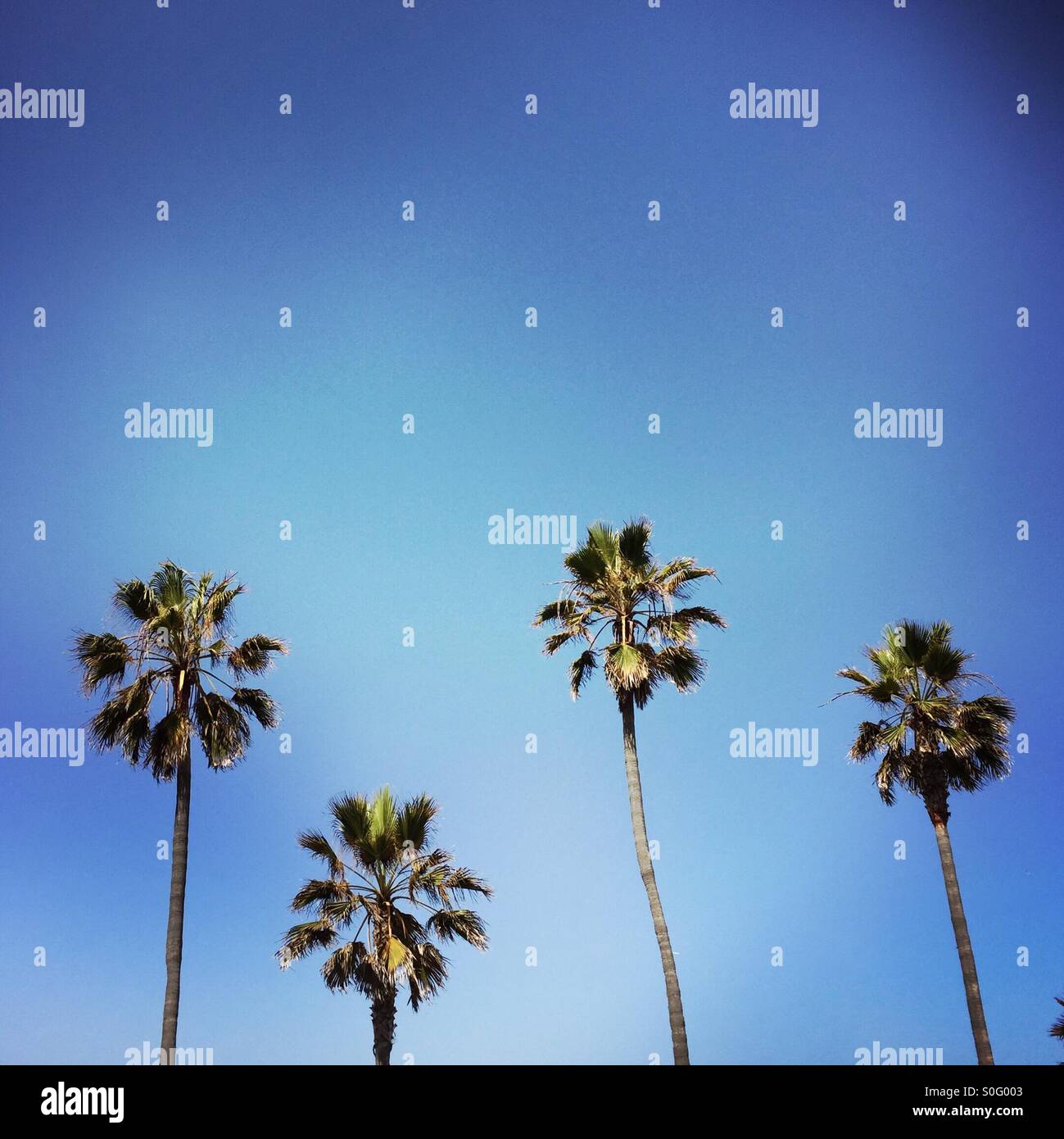 Four Palm trees in a row. Manhattan beach, California USA. Stock Photo