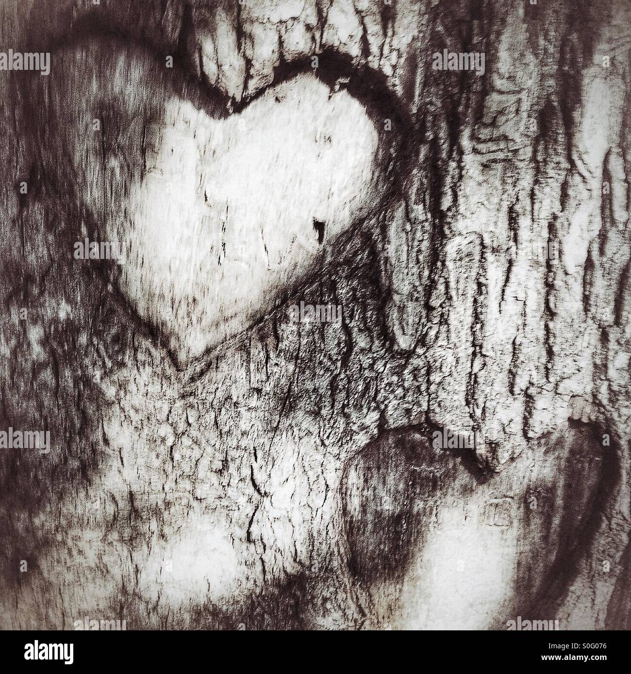Hearts carved in a tree Stock Photo