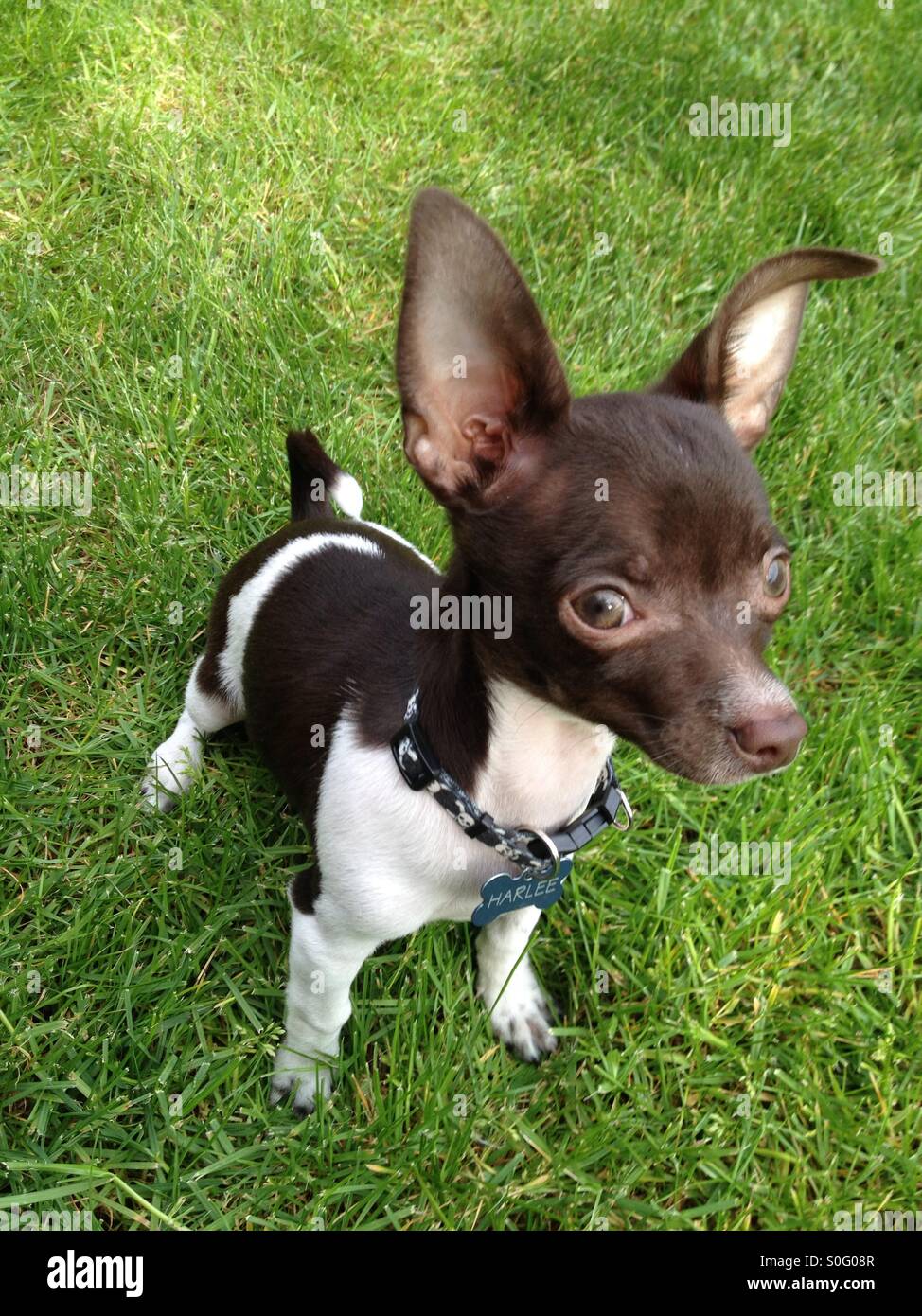 Chihuahua puppy....looks like trouble Stock Photo Alamy