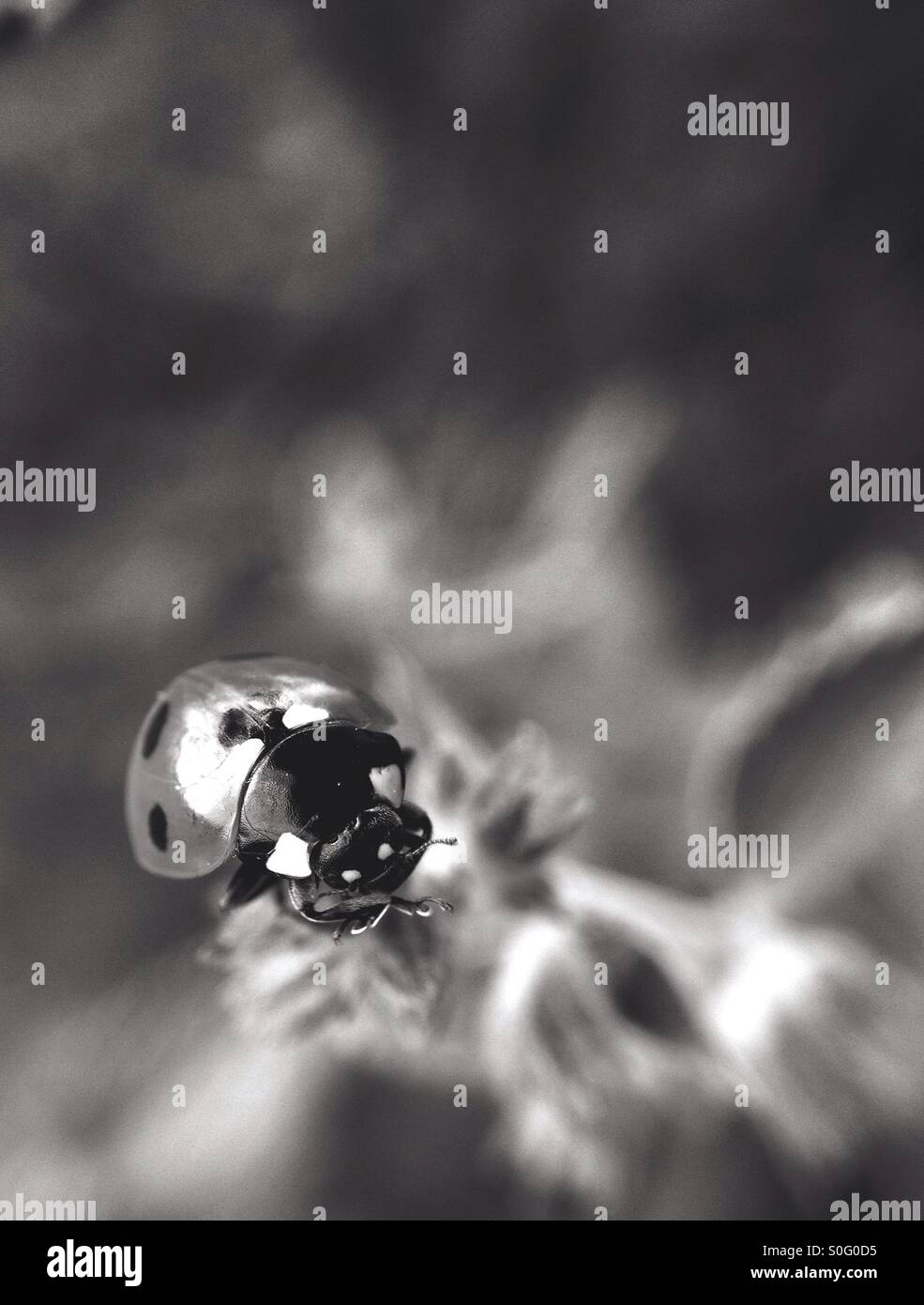 Close up of a ladybird - Smartphone Captured Stock Image