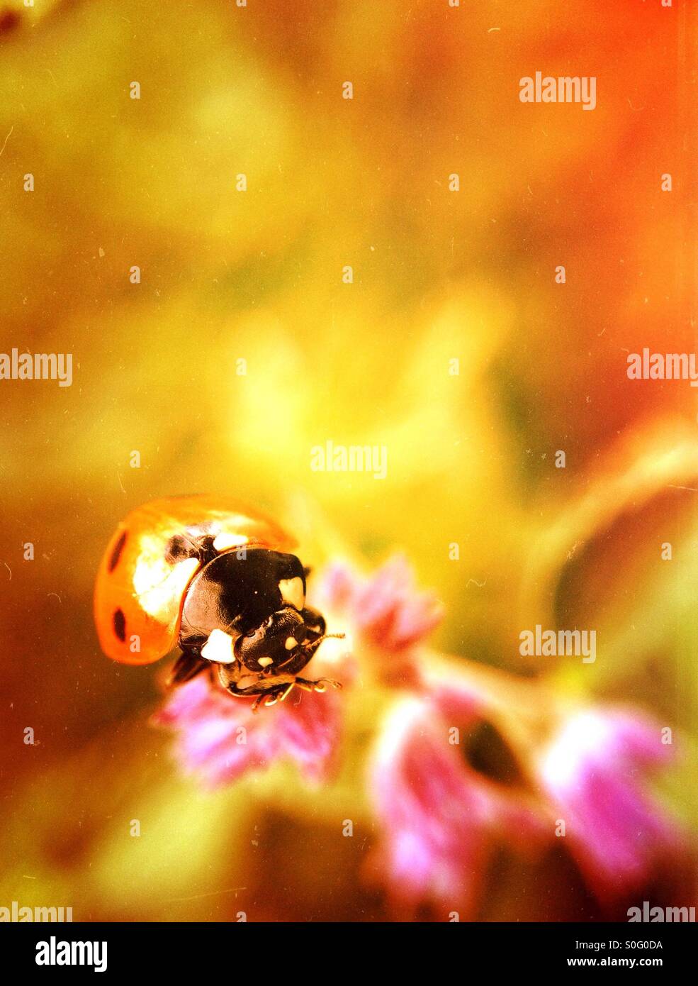 Close up of a ladybird - Smartphone Captured Stock Image