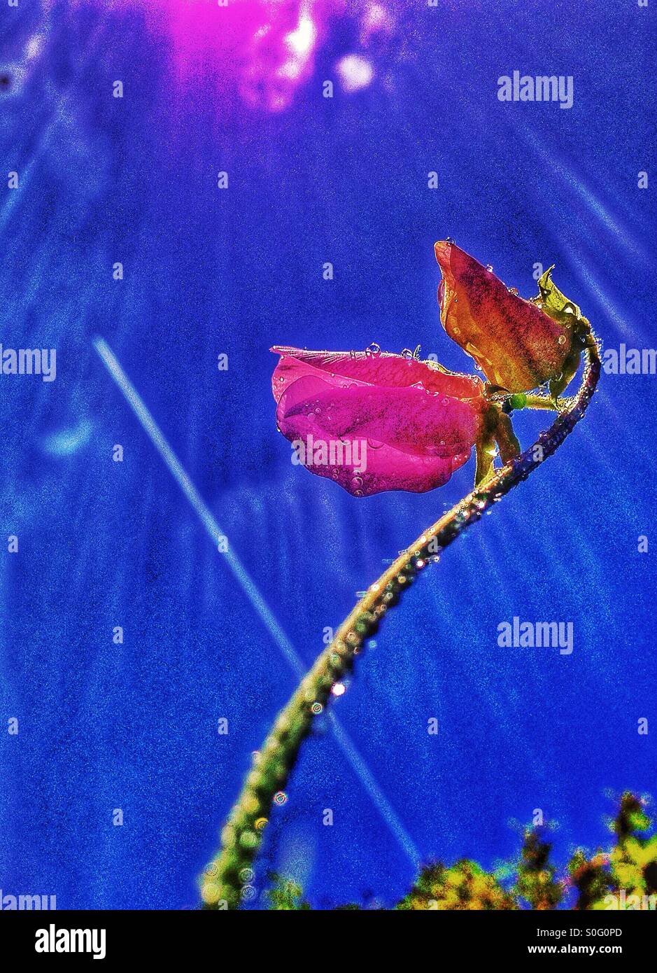 Sweet pea ,Lathyrus Odoratus. - Smartphone Captured Stock Image