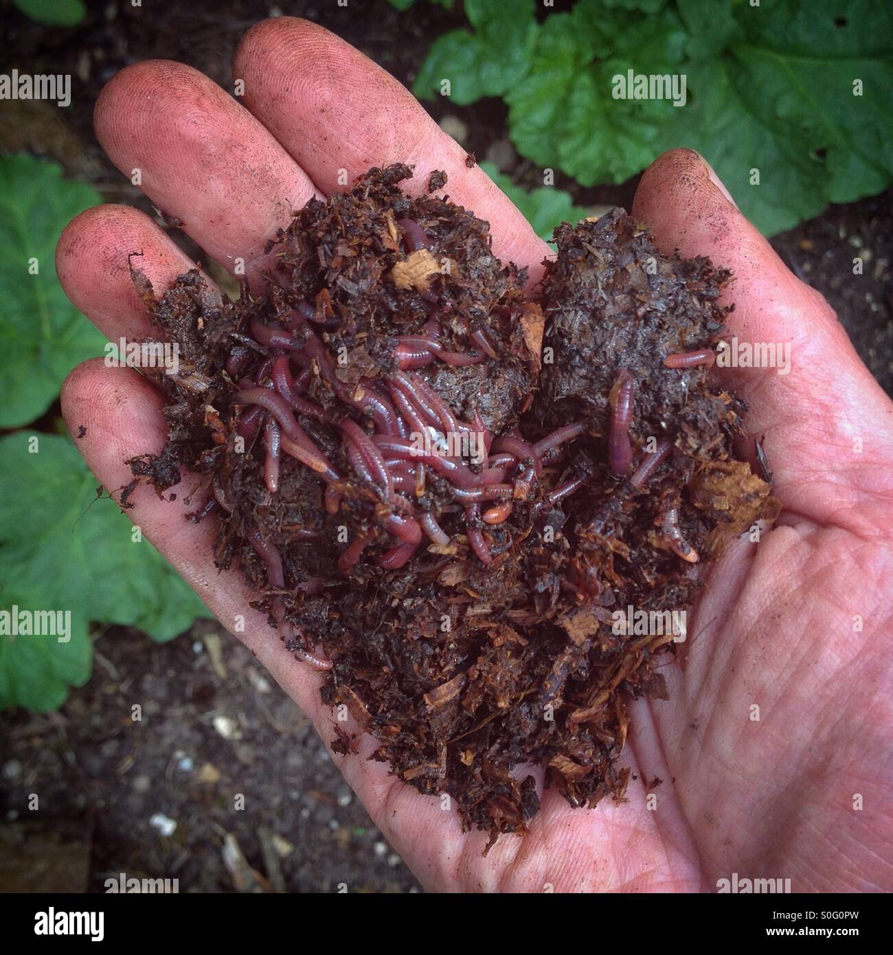 Worms in well rotted manure Stock Photo