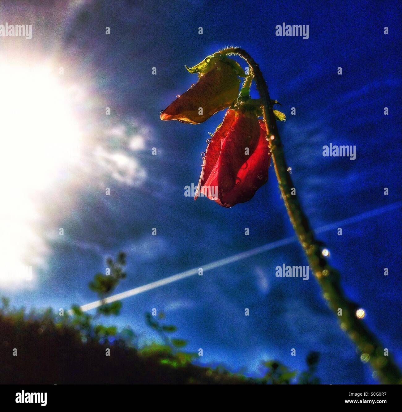 Lathyrus Odoratus, sweet pea buds. - Smartphone Captured Stock Image
