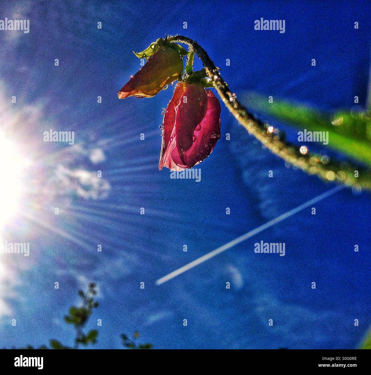 Lathyrus Odoratus - Smartphone Captured Stock Image