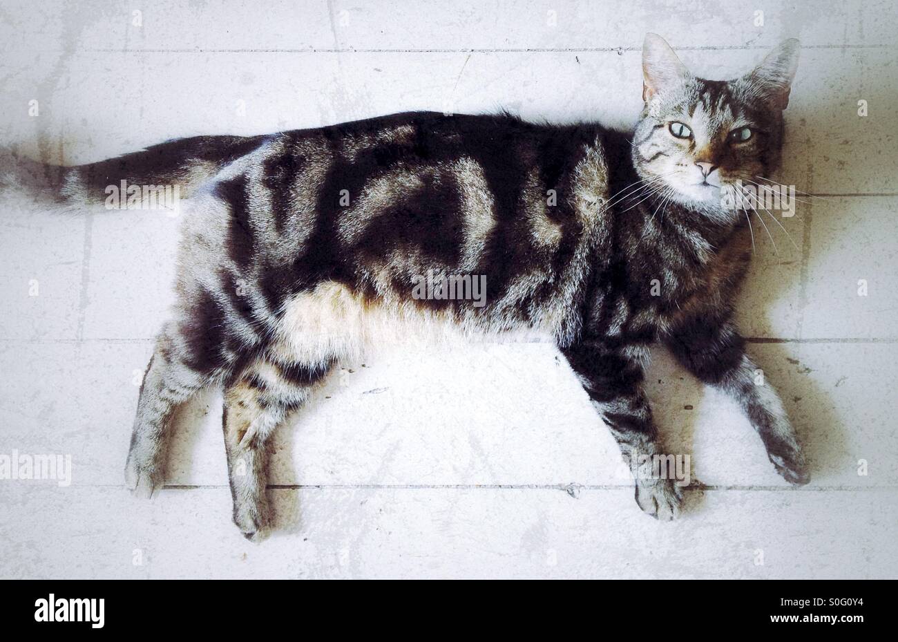 Cat lying down staring into camera. - Smartphone Captured Stock Image