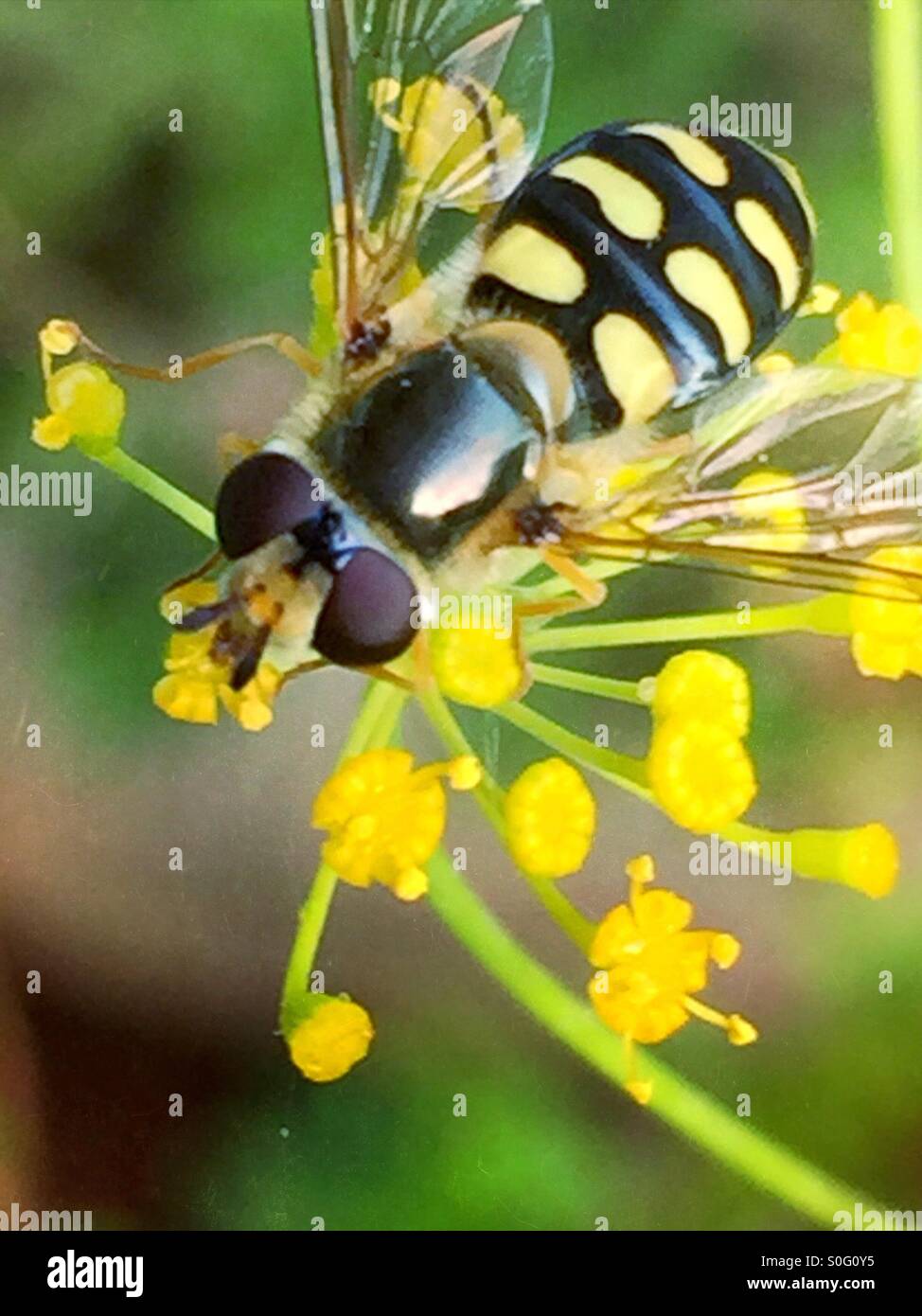 Syrphes fly - resembling a hornet- pollinating a flower - Smartphone Captured Stock Image