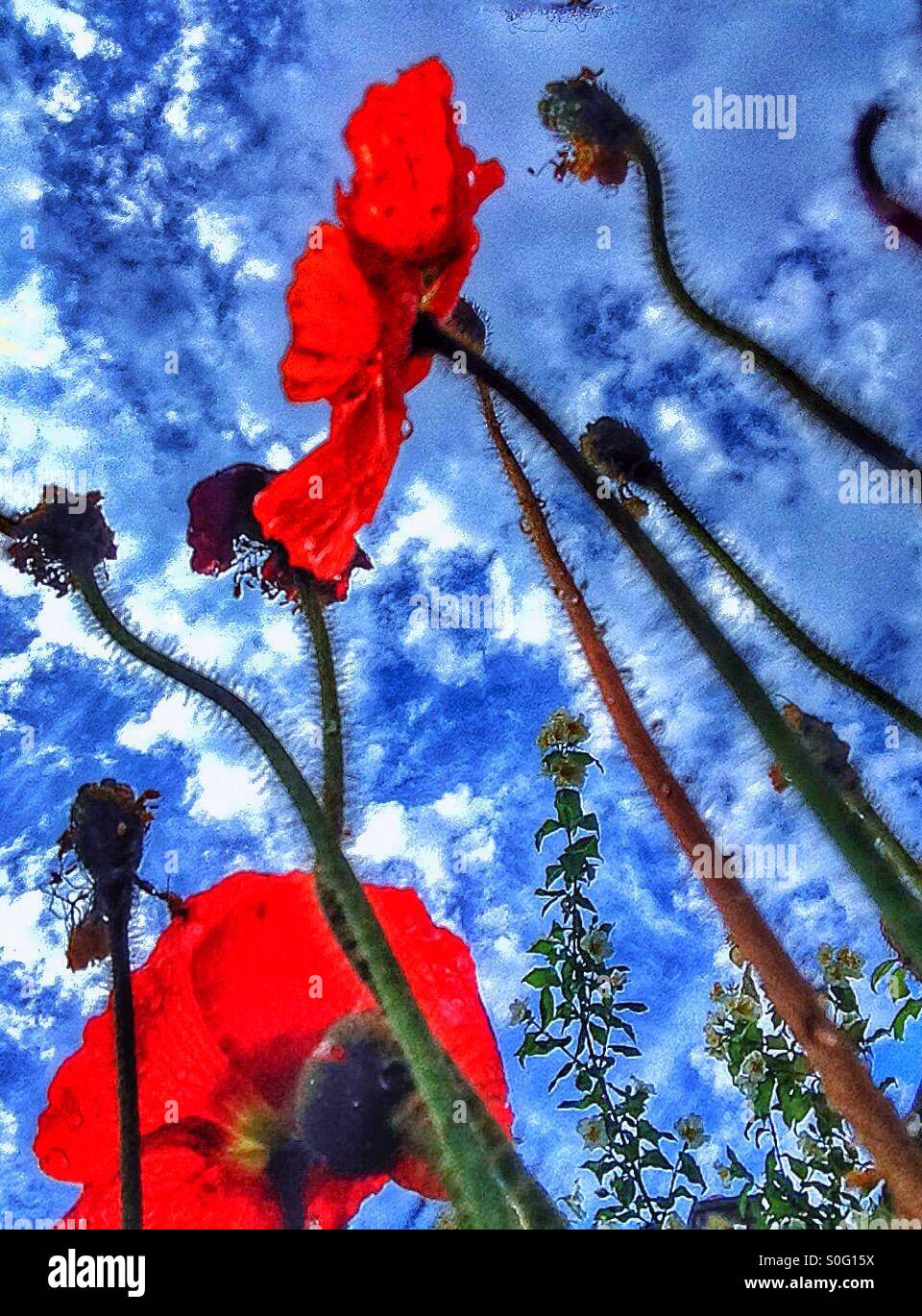 Blue sky with red poppies Stock Photo - Alamy
