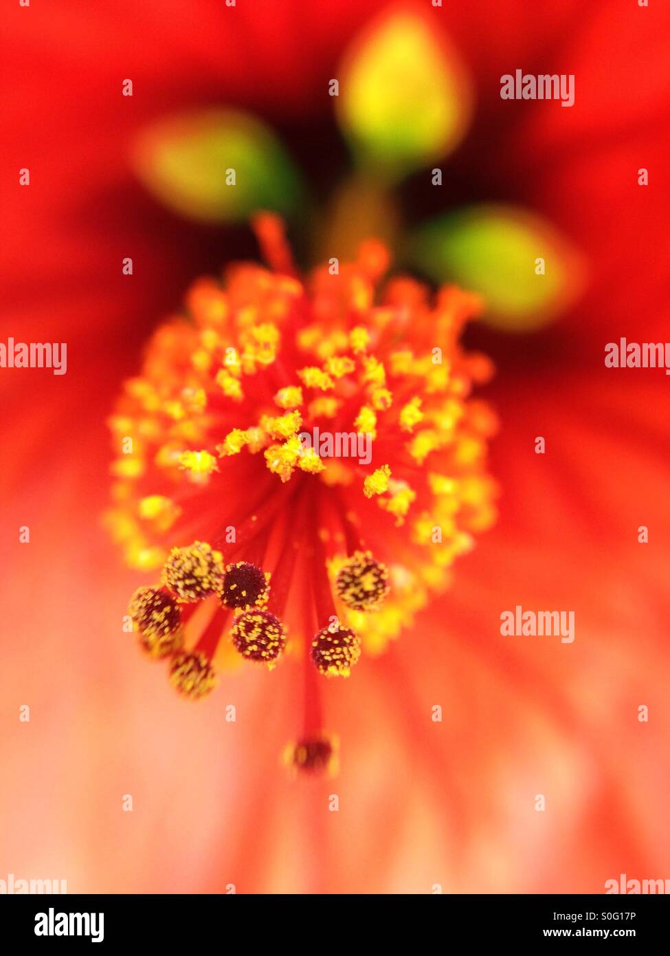 Macro view of an abutilon flower - Smartphone Captured Stock Image