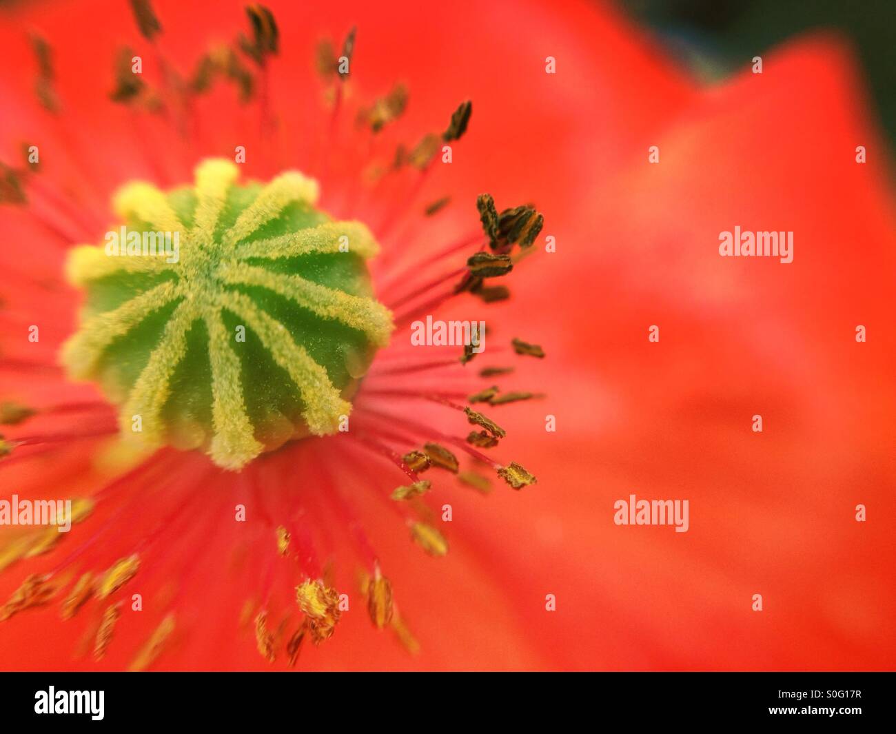 Macro view of a poppy flower - Smartphone Captured Stock Image