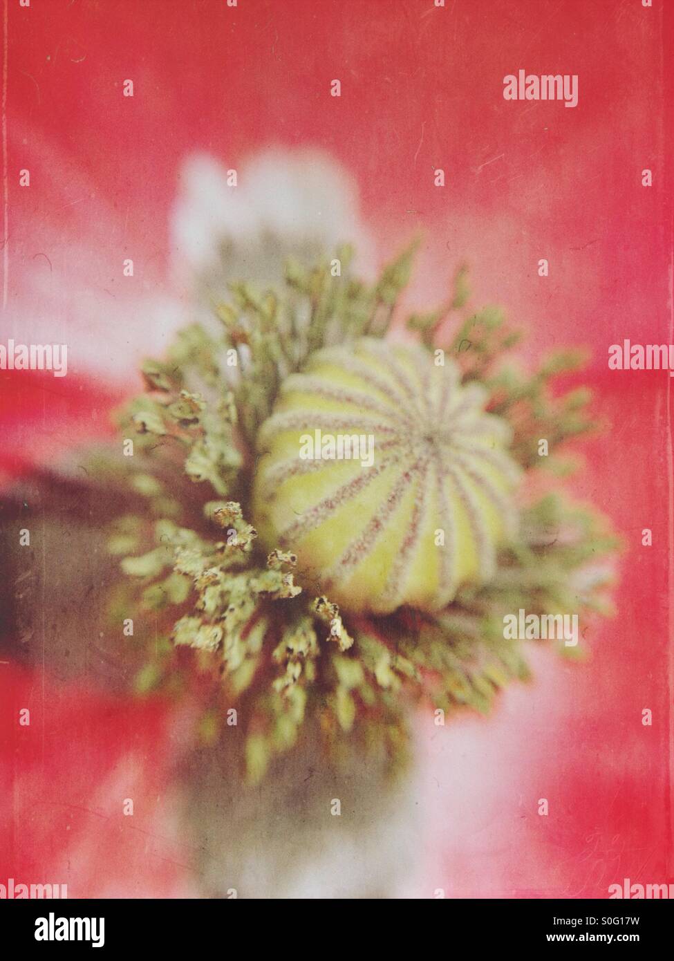 Macro view of a poppy flower - Smartphone Captured Stock Image