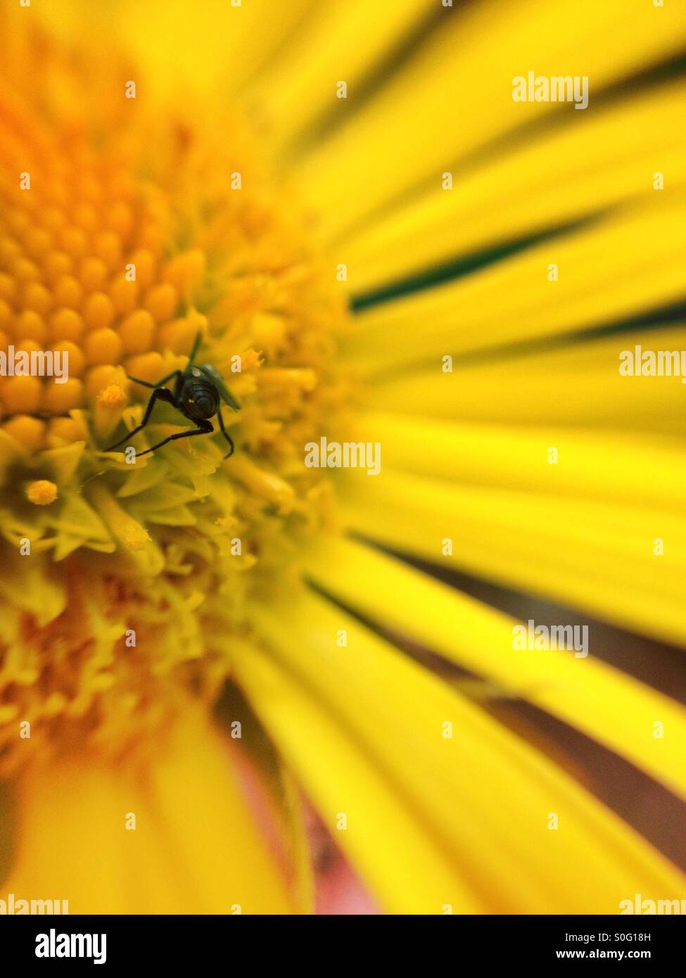 Macro view of an aphid on a North American ox-eye flower head - Smartphone Captured Stock Image