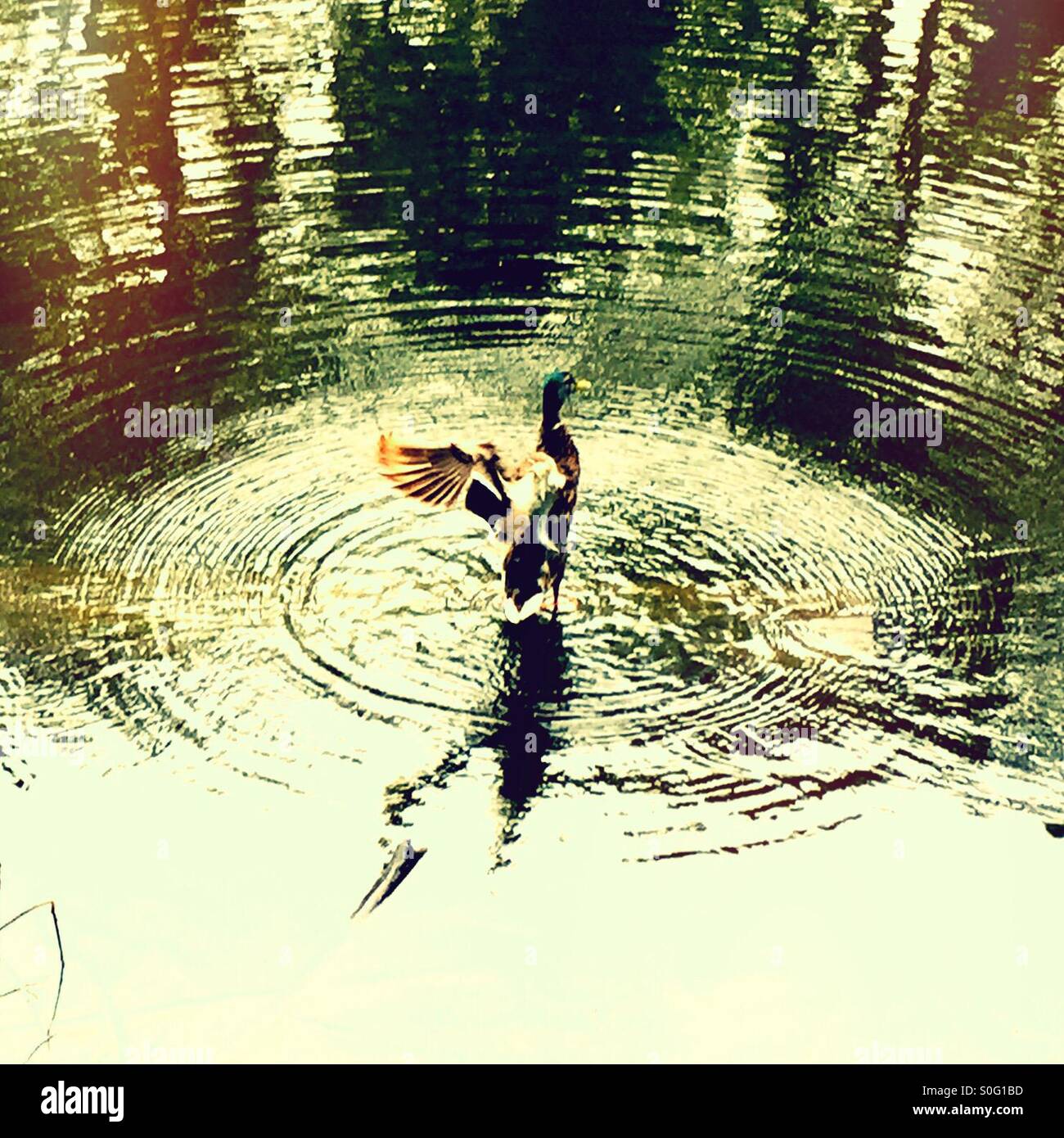 Ripples emanating from a male Mallard Duck's elaborate mating dance in the middle of a pond. - Smartphone Captured Stock Image