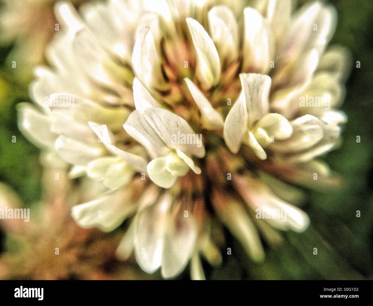 Clover flower - Smartphone Captured Stock Image