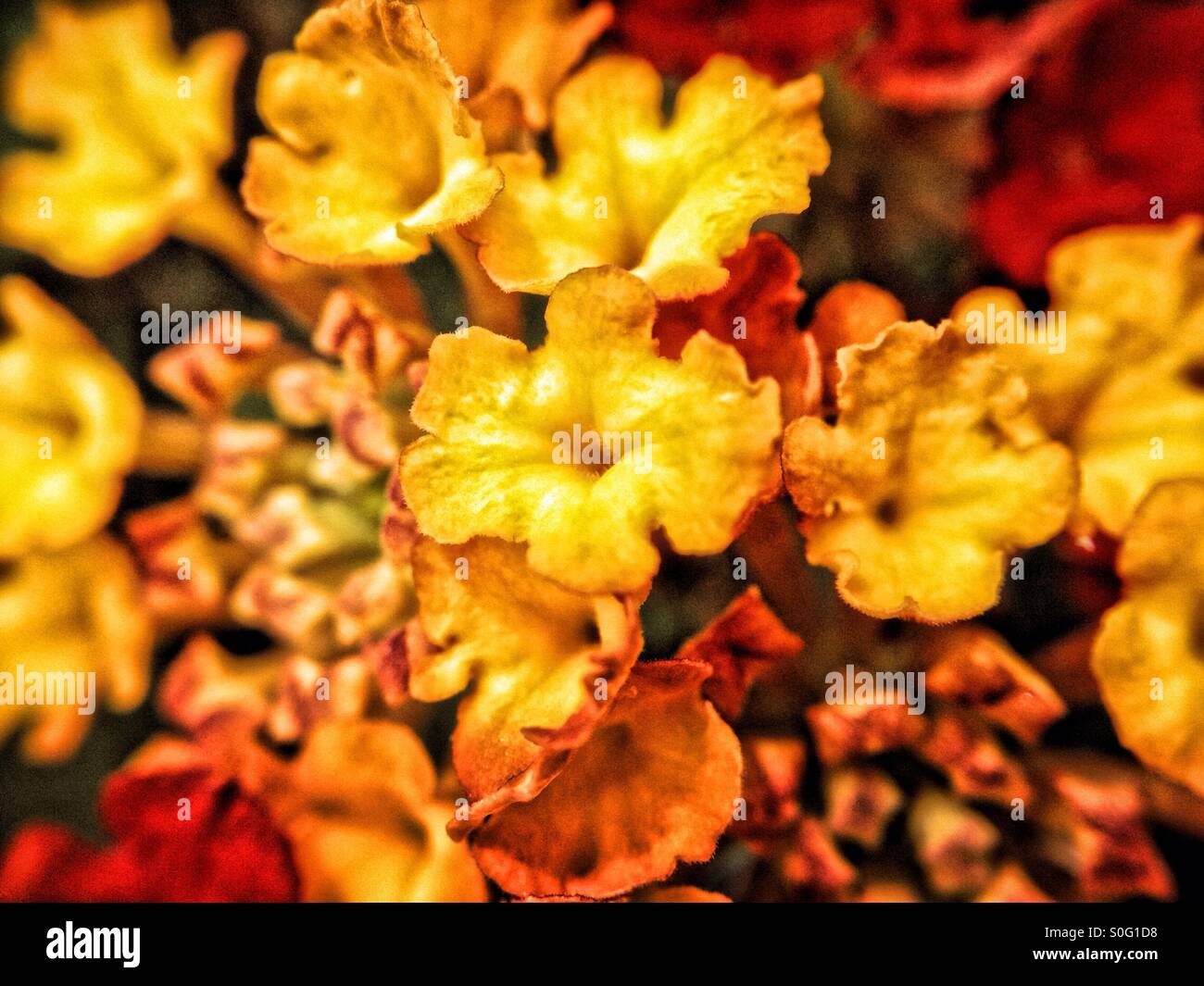 Spanish flag flower Stock Photo Alamy