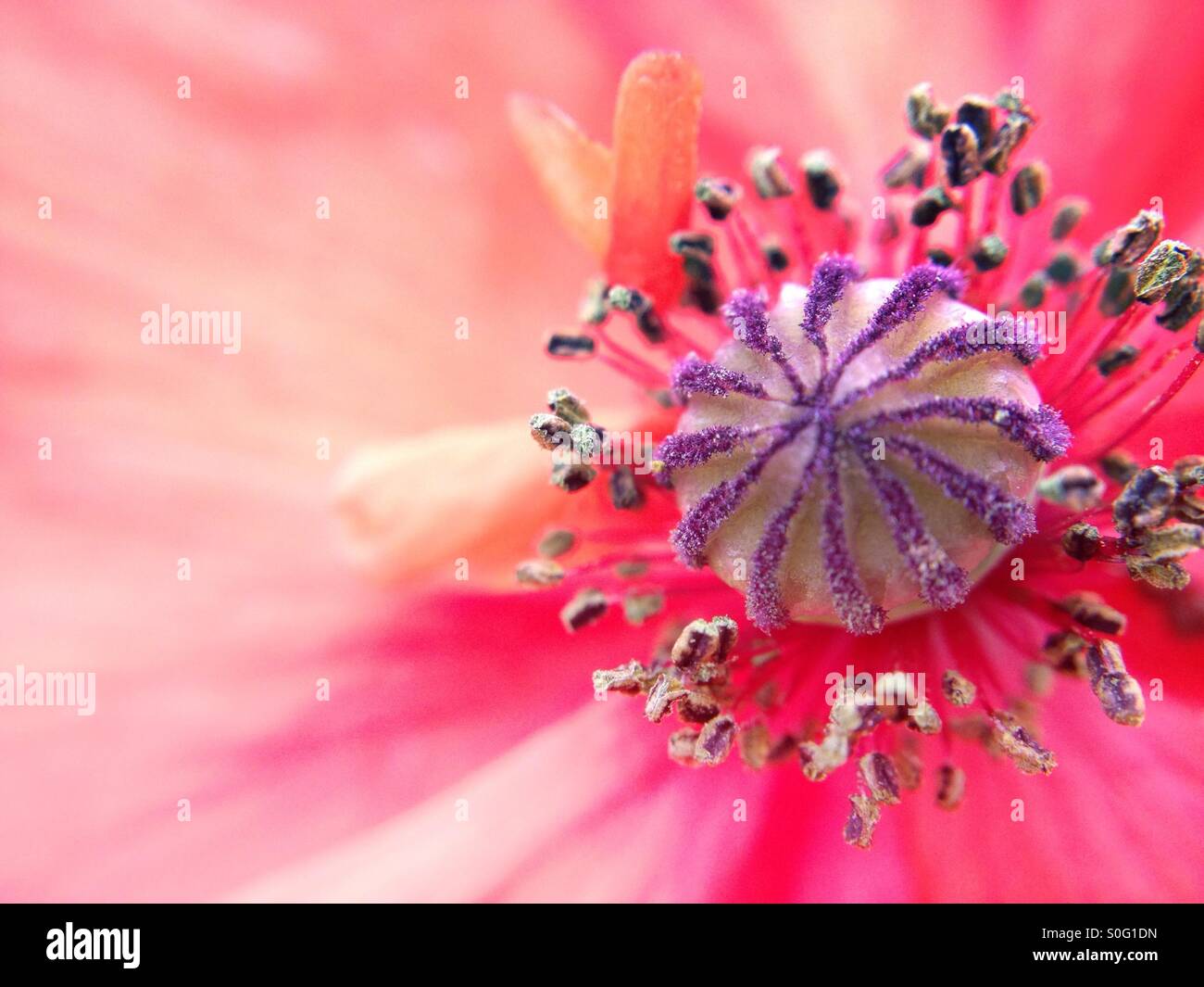 Purple poppies hi-res stock photography and images - Alamy