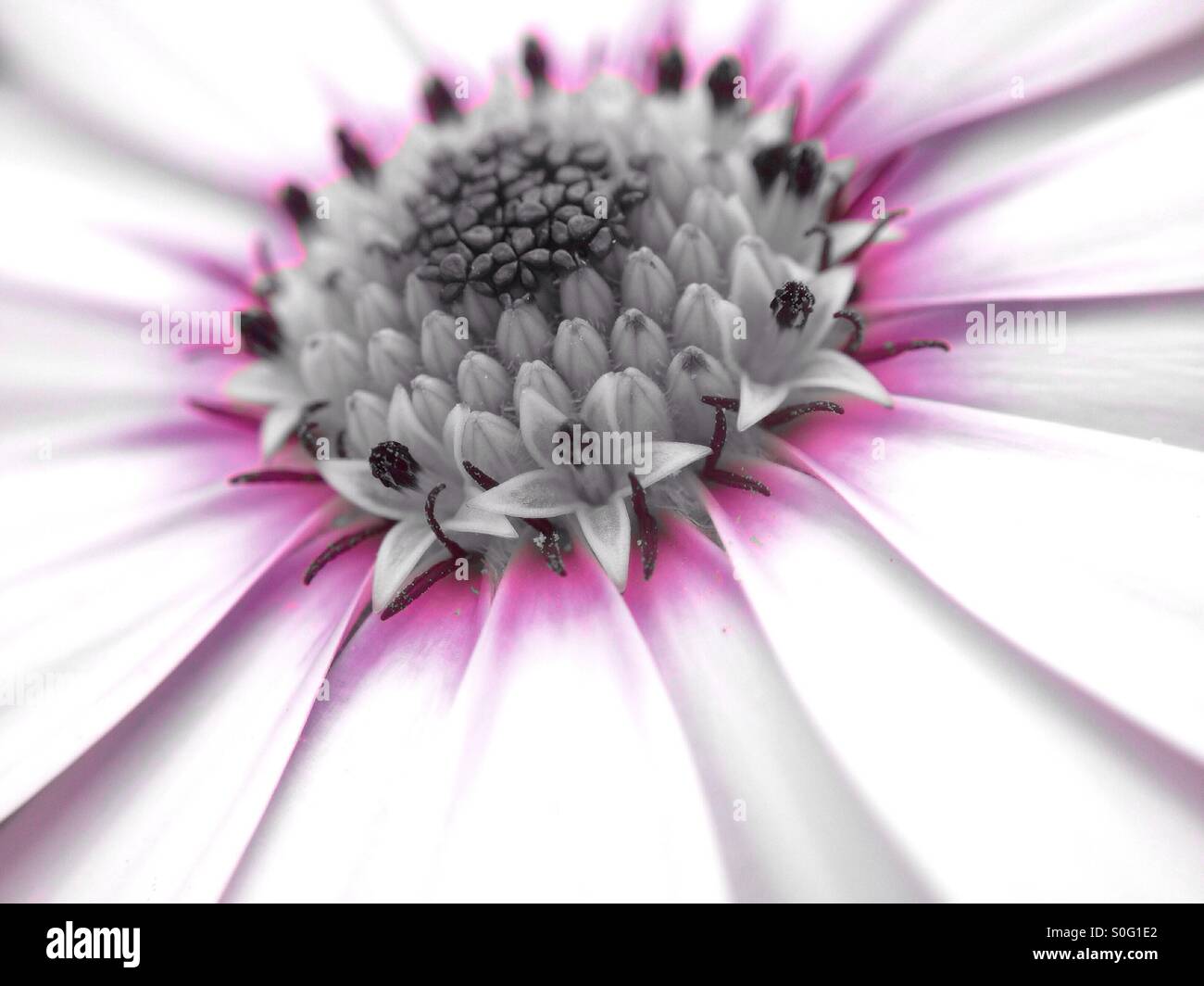 Colour popped Cape daisy - Smartphone Captured Stock Image