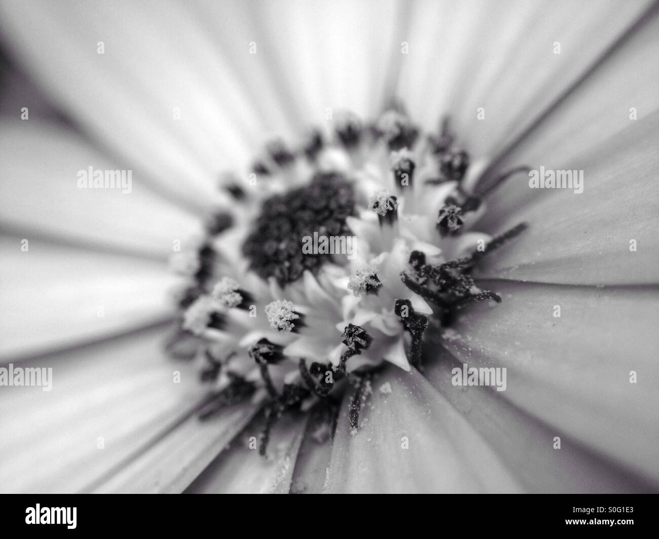 Cape daisy flower - Smartphone Captured Stock Image