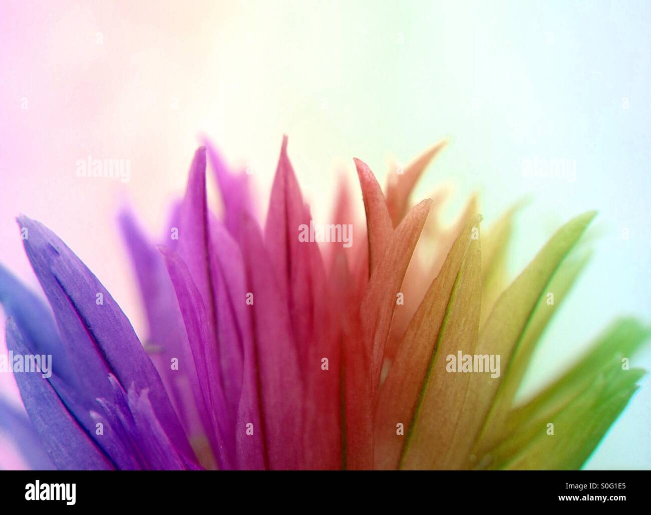 Colour effect on chives flower - Smartphone Captured Stock Image