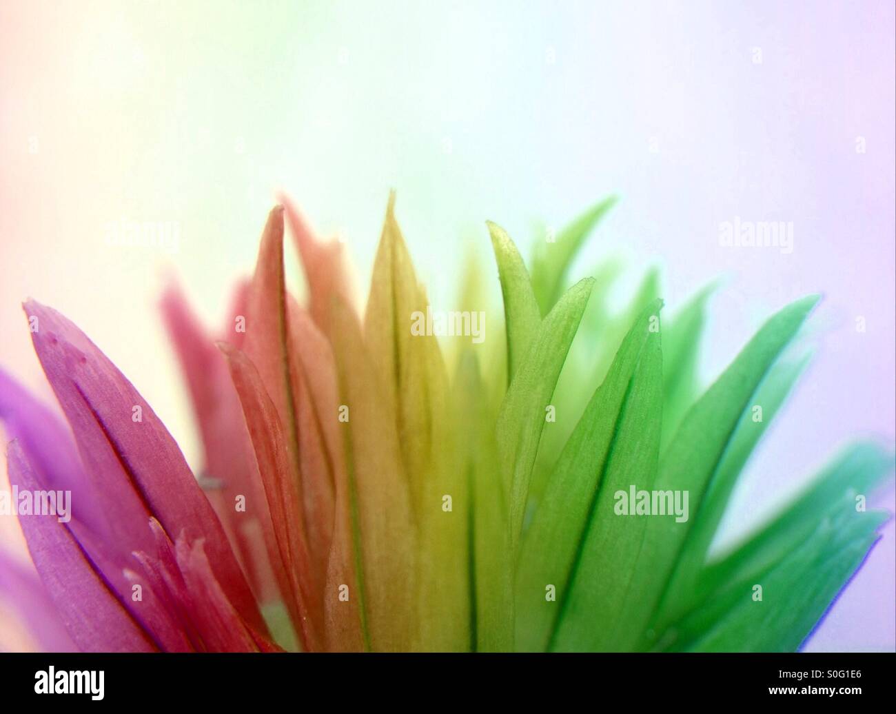 Colour effect on chives flower - Smartphone Captured Stock Image