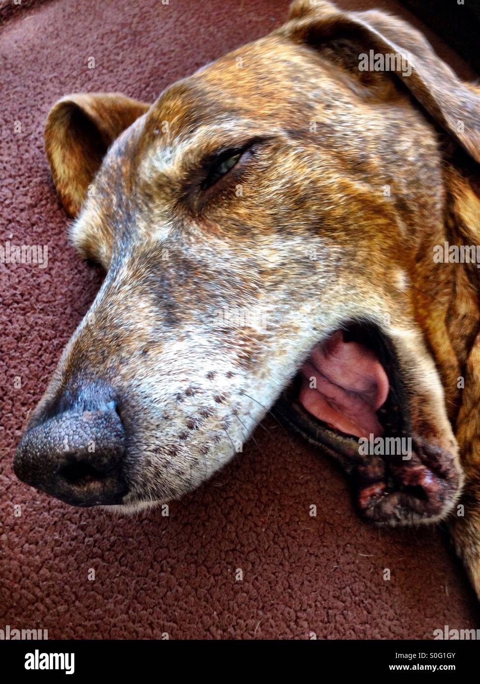 Sleepy dog yawning - Smartphone Captured Stock Image