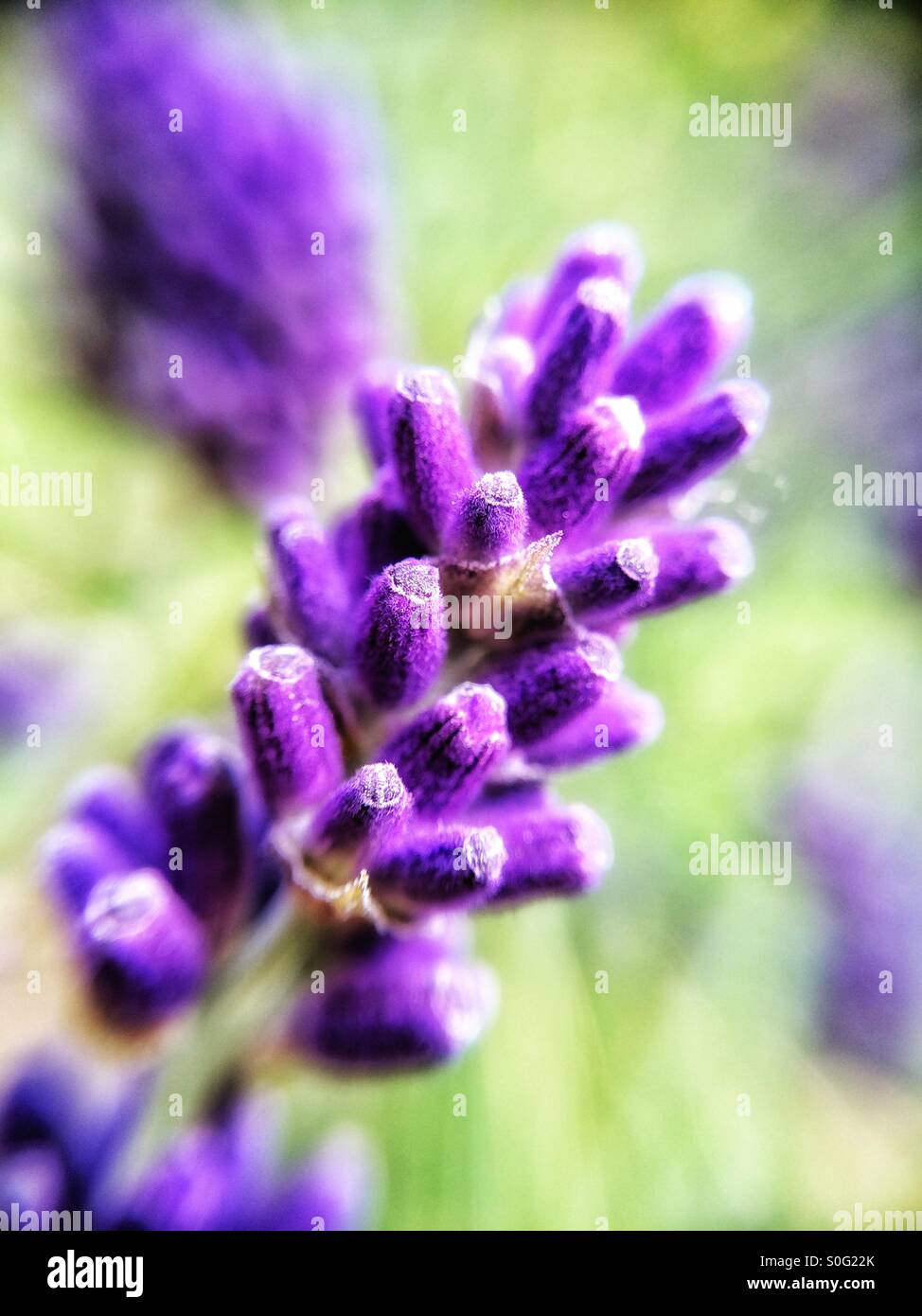 Close up of lavender flower - Smartphone Captured Stock Image