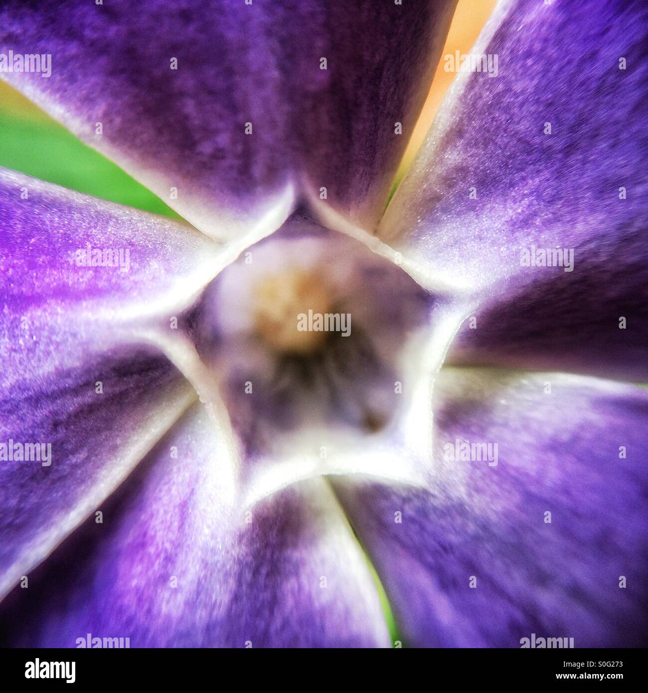 Close up of periwinkle flower - Smartphone Captured Stock Image