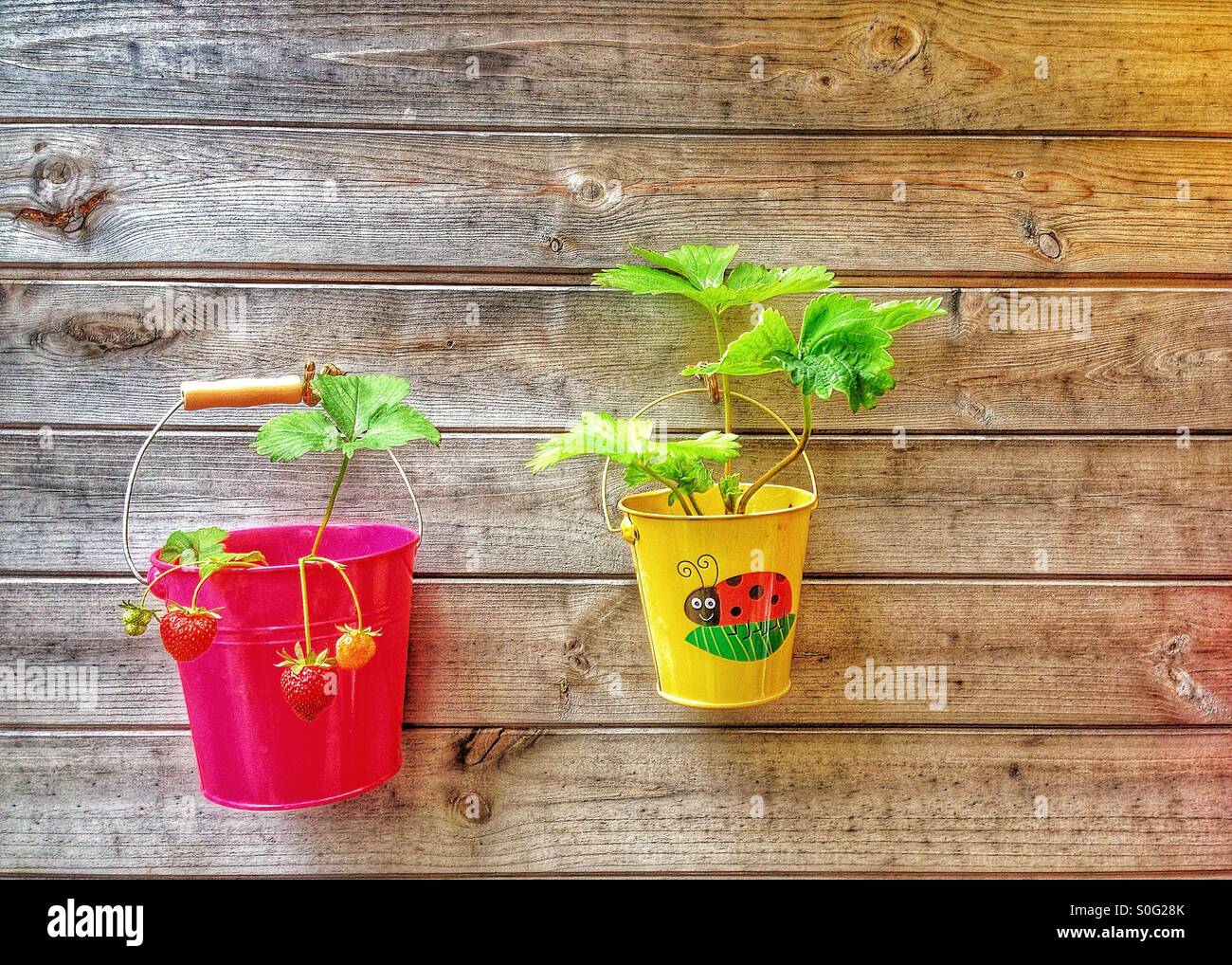 Colourful strawberry pots - Smartphone Captured Stock Image