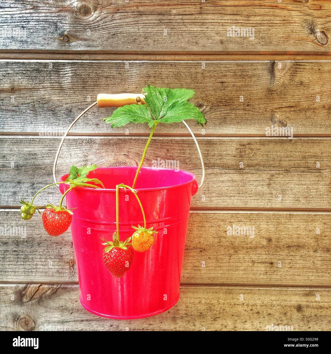 Pink strawberry planter. - Smartphone Captured Stock Image
