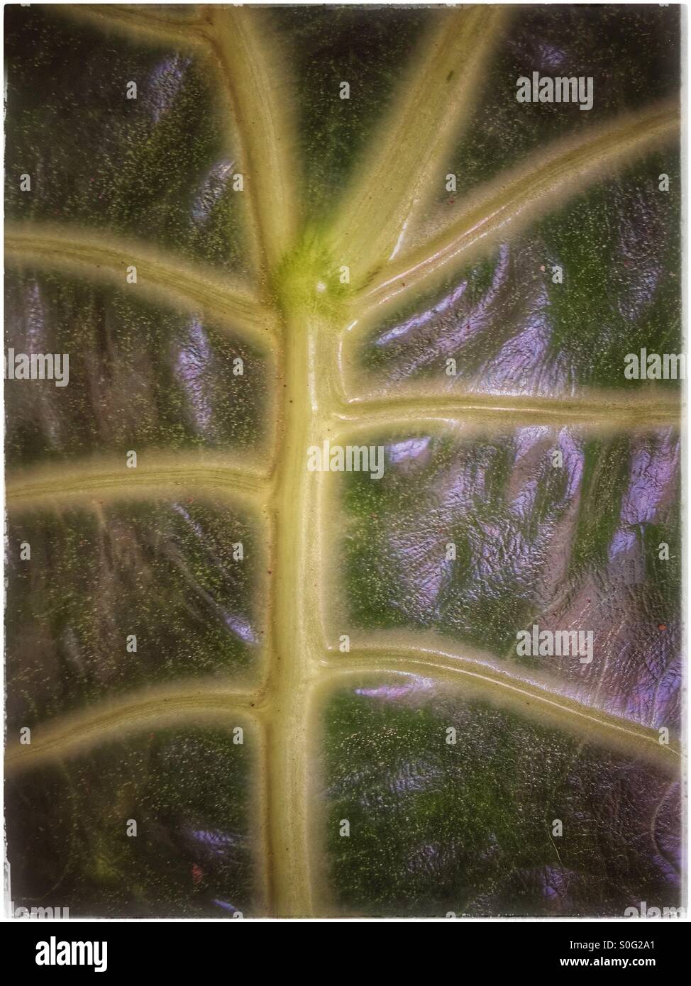 Giant leaf. - Smartphone Captured Stock Image