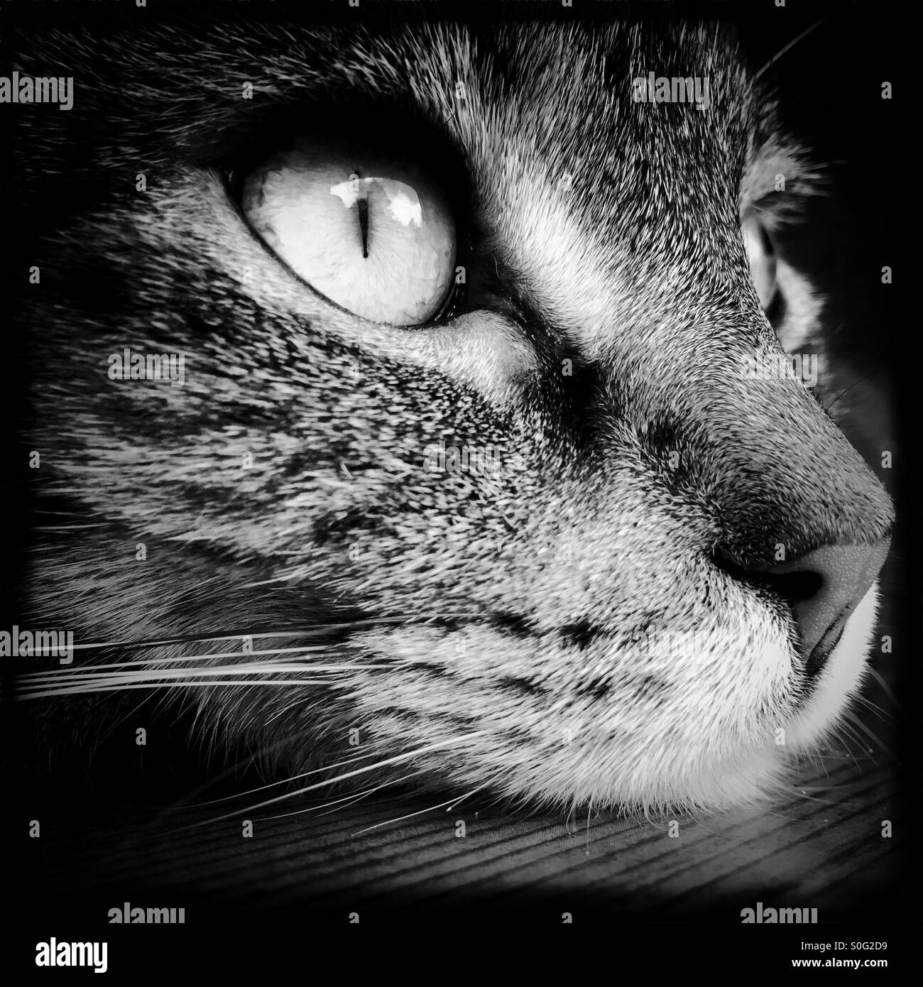 Day dreaming - Smartphone Captured Stock Image