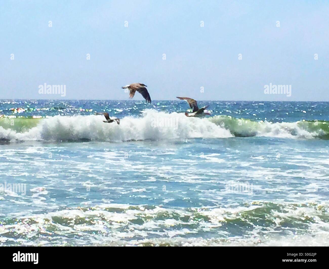 Graceful gulls boisterously bantering about the air drafts produced from the ocean waves. - Smartphone Captured Stock Image