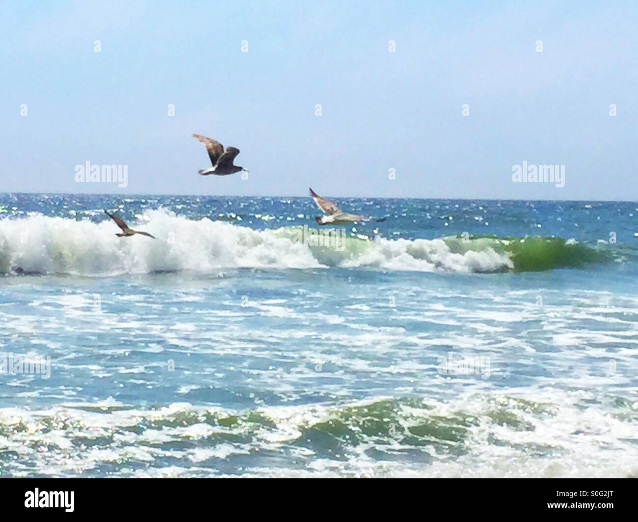 Three seagulls surfing the air currents generated by the ocean waves. On a sunny California beach in June. - Smartphone Captured Stock Image