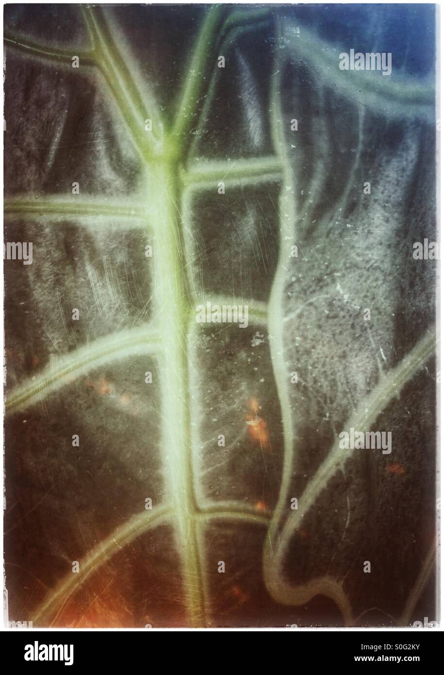 Two leaf's. - Smartphone Captured Stock Image