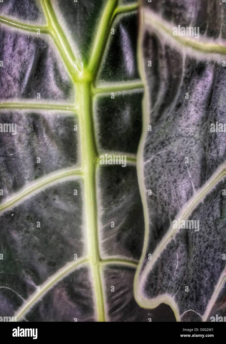Two leaves. - Smartphone Captured Stock Image