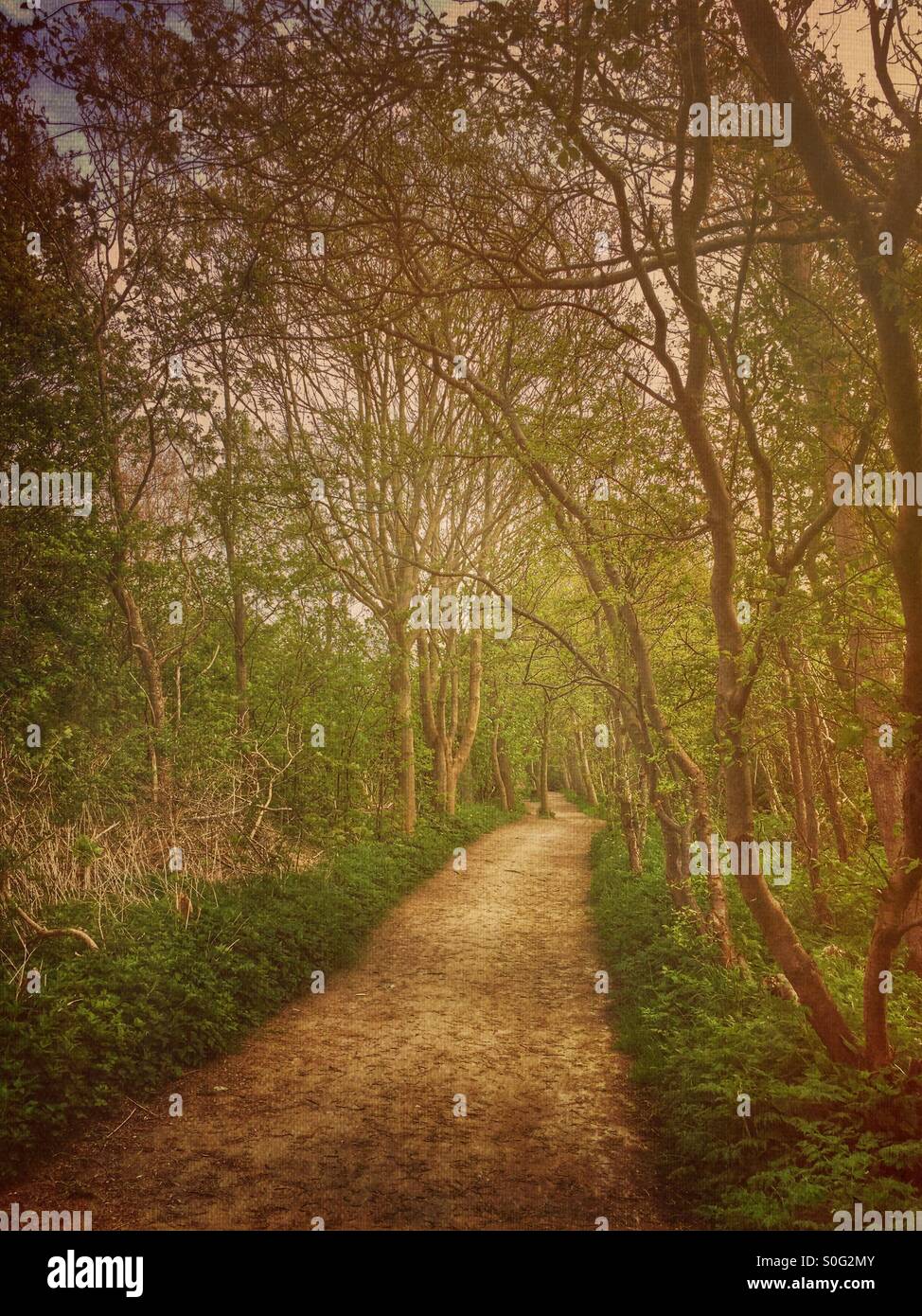 Path in the woods - Smartphone Captured Stock Image