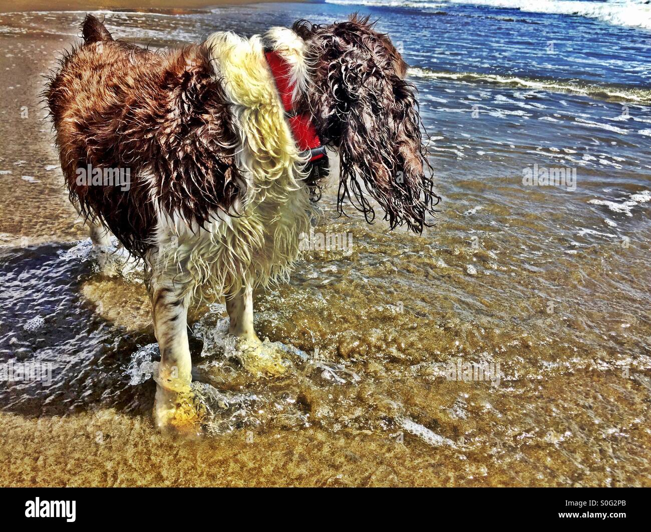 Shaggy long-eared wet English Springer Spaniel in her element at the beach. HDR. - Smartphone Captured Stock Image