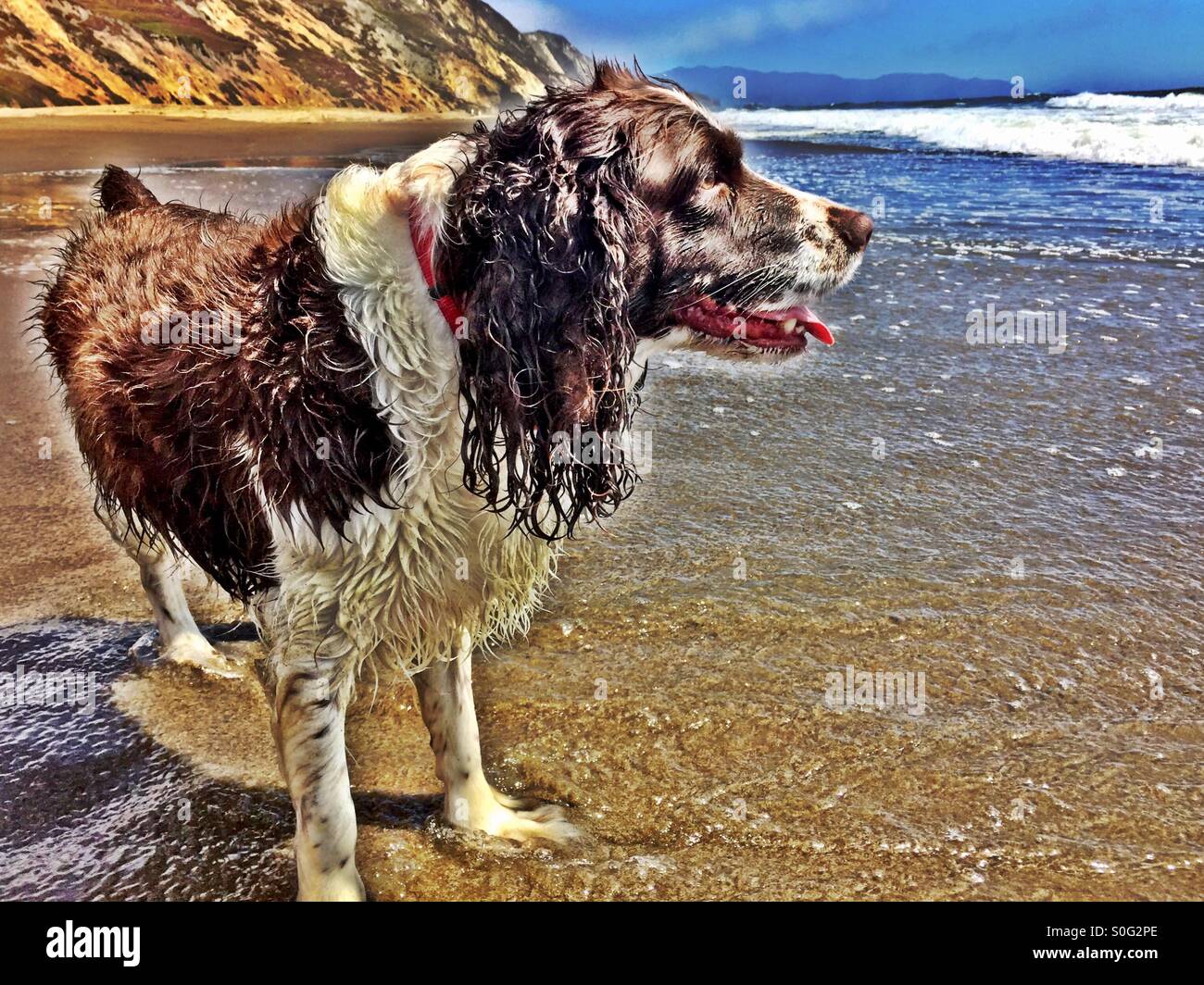 English Springer Spaniel soaking wet and sandy at the beach. Happy as can be. HDR. - Smartphone Captured Stock Image