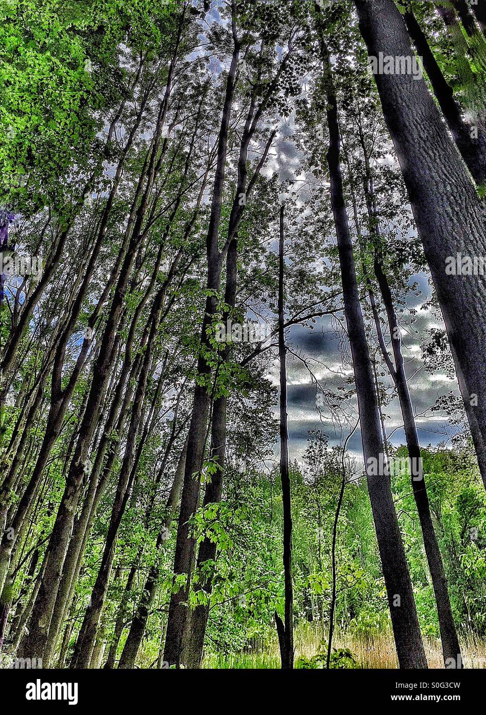 Tall trees stretch upward in the dark forest. Stock Photo