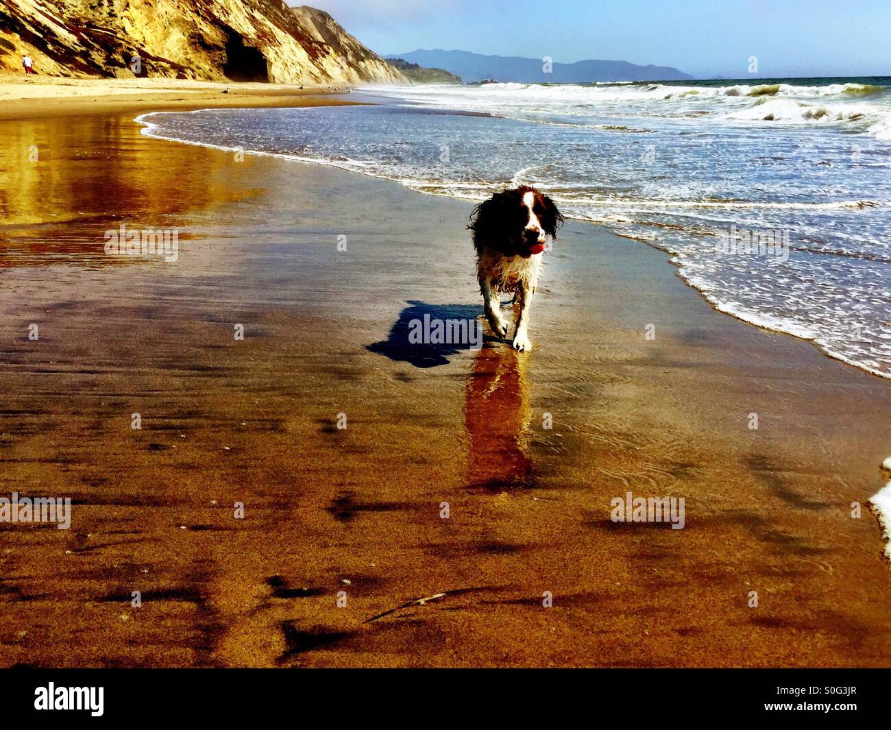English Springer Spaniel, shadow and reflection... All galloping together in happy unison during sunset on a Northern California beach in Summer. - Smartphone Captured Stock Image