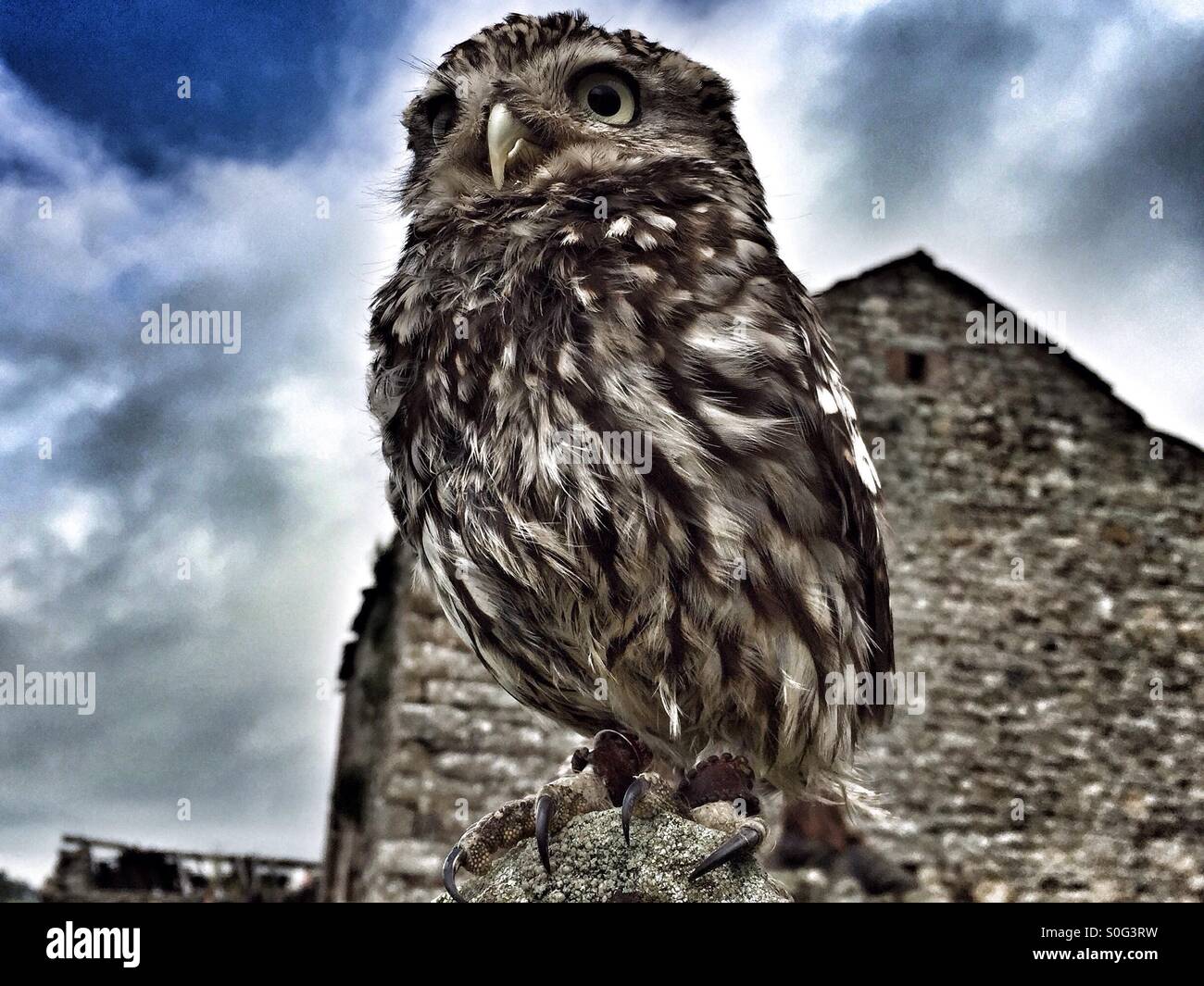 Little owl in front of old barn - Smartphone Captured Stock Image