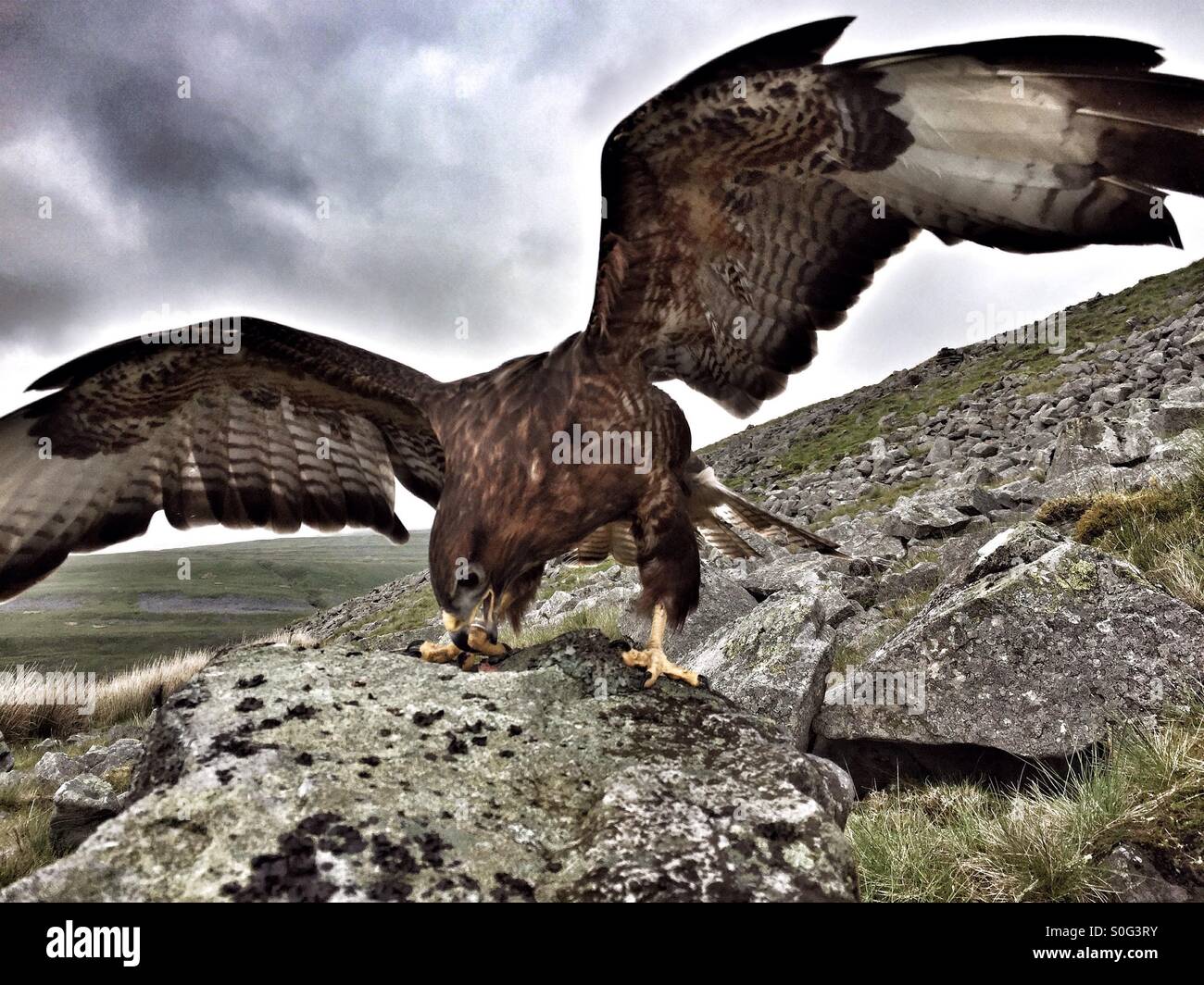 Common buzzard feeds off rock - Smartphone Captured Stock Image