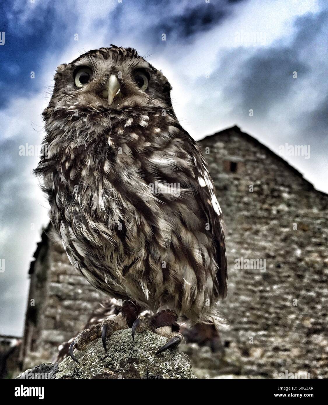 Little owl in front of barn - Smartphone Captured Stock Image