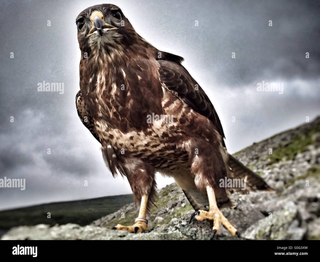 Common buzzard - Smartphone Captured Stock Image