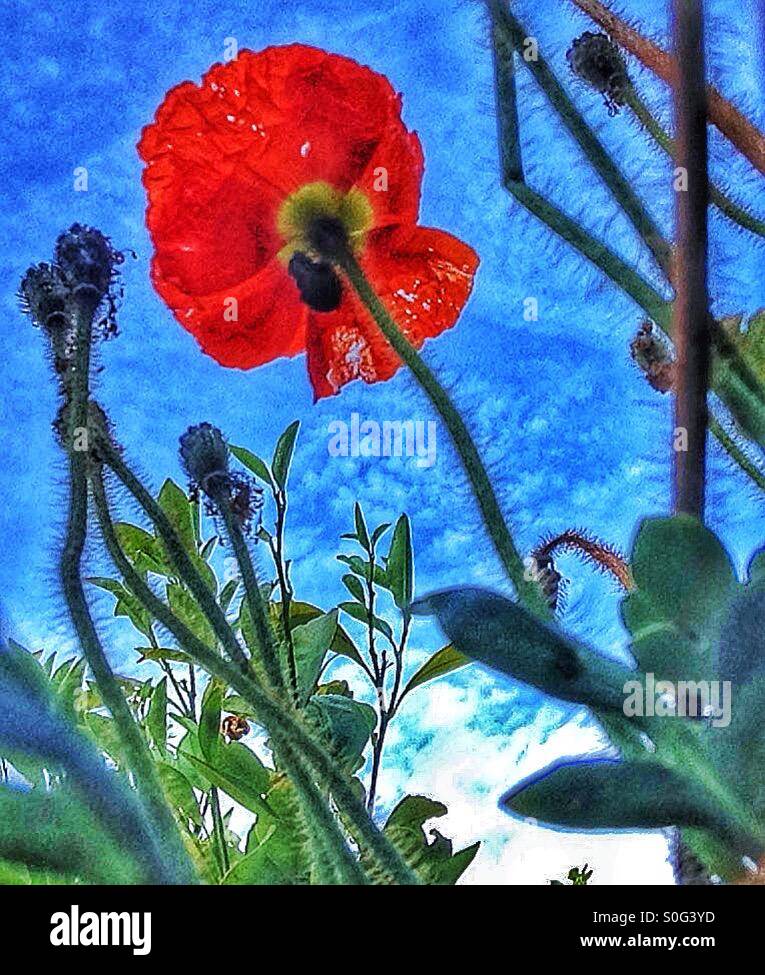 Red poppy - Smartphone Captured Stock Image