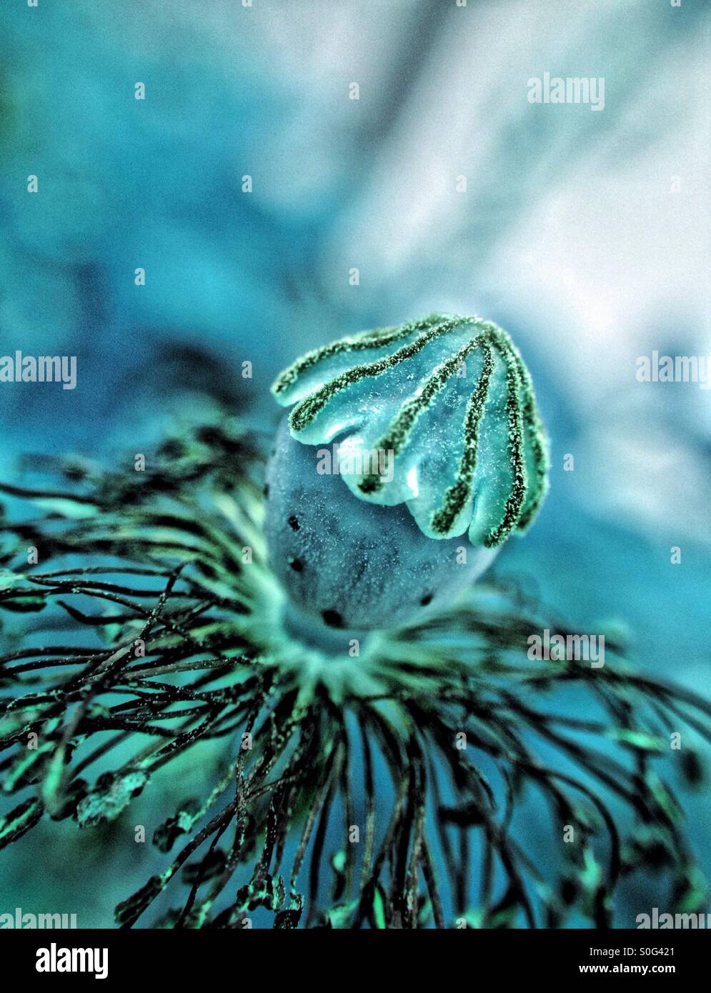 Colour change image of a poppy seed head - Smartphone Captured Stock Image