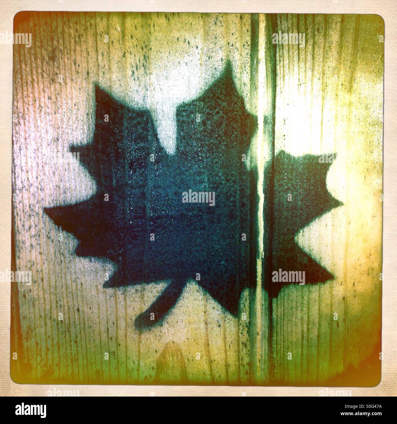 Maple leaf - Smartphone Captured Stock Image